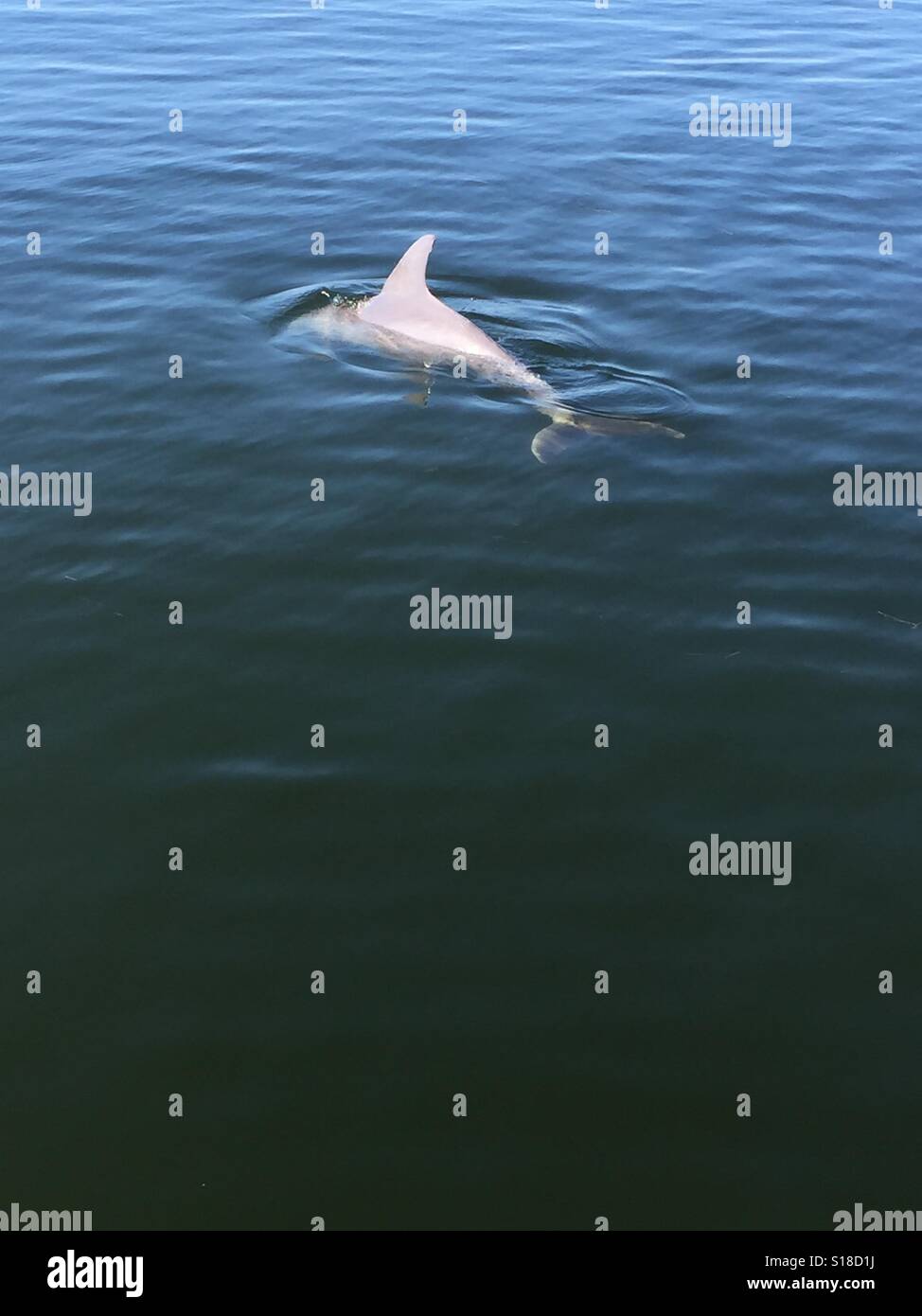 Dolphin nel mare del Golfo del Messico Foto Stock