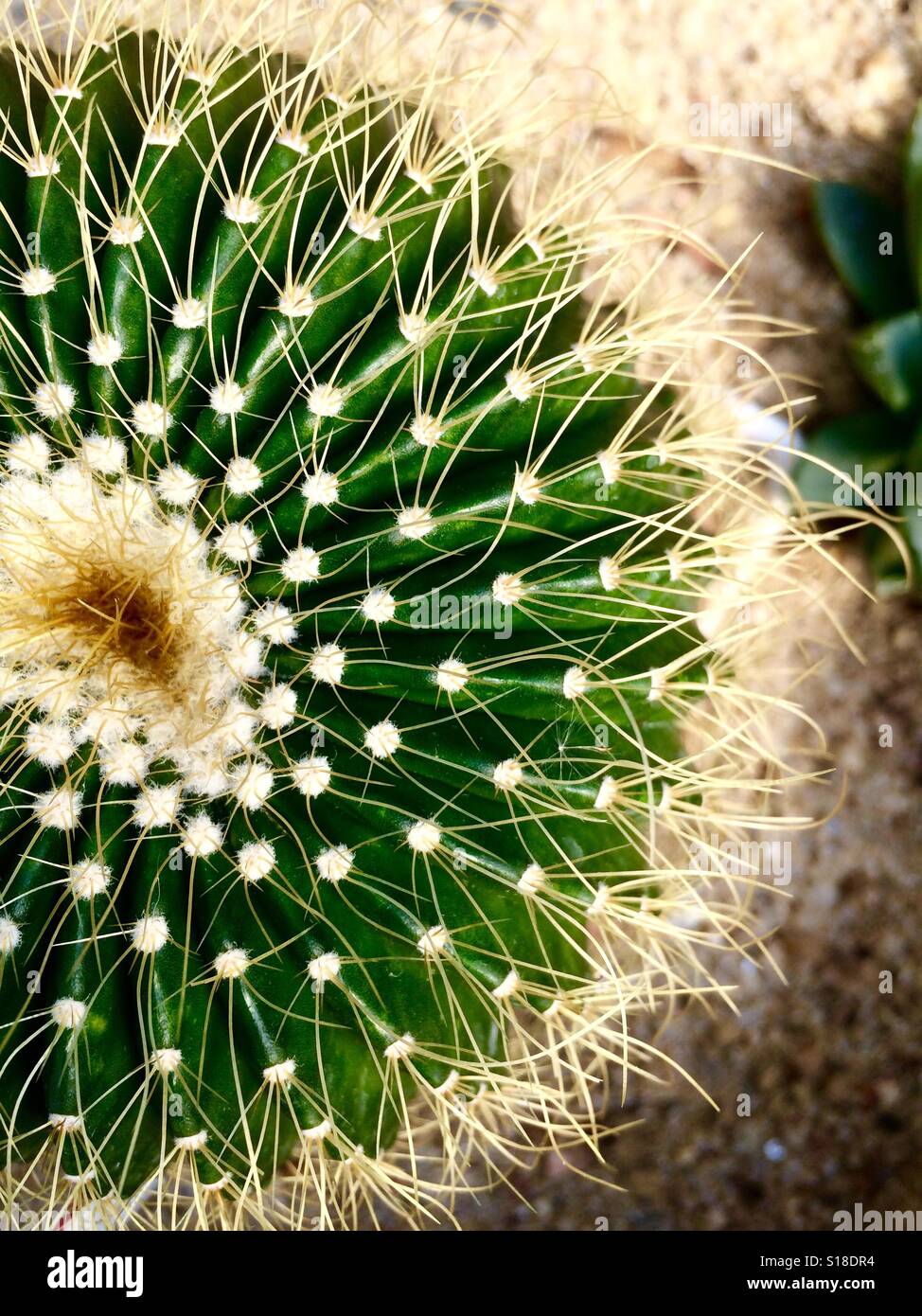Cactus Foto Stock