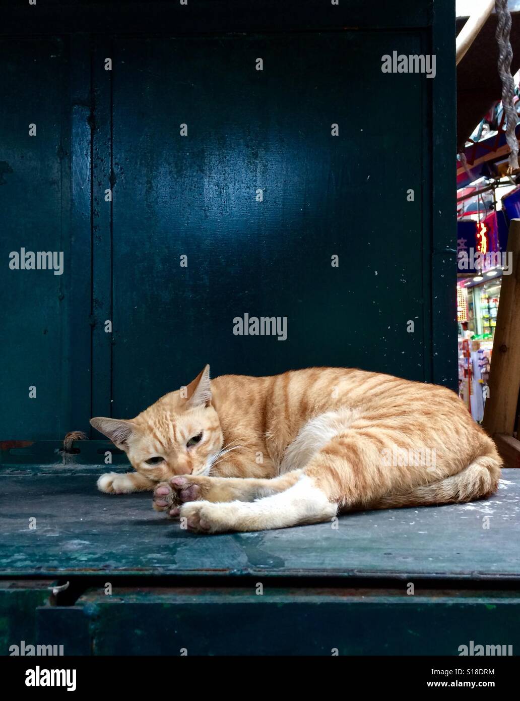 Gatto di strada Foto Stock