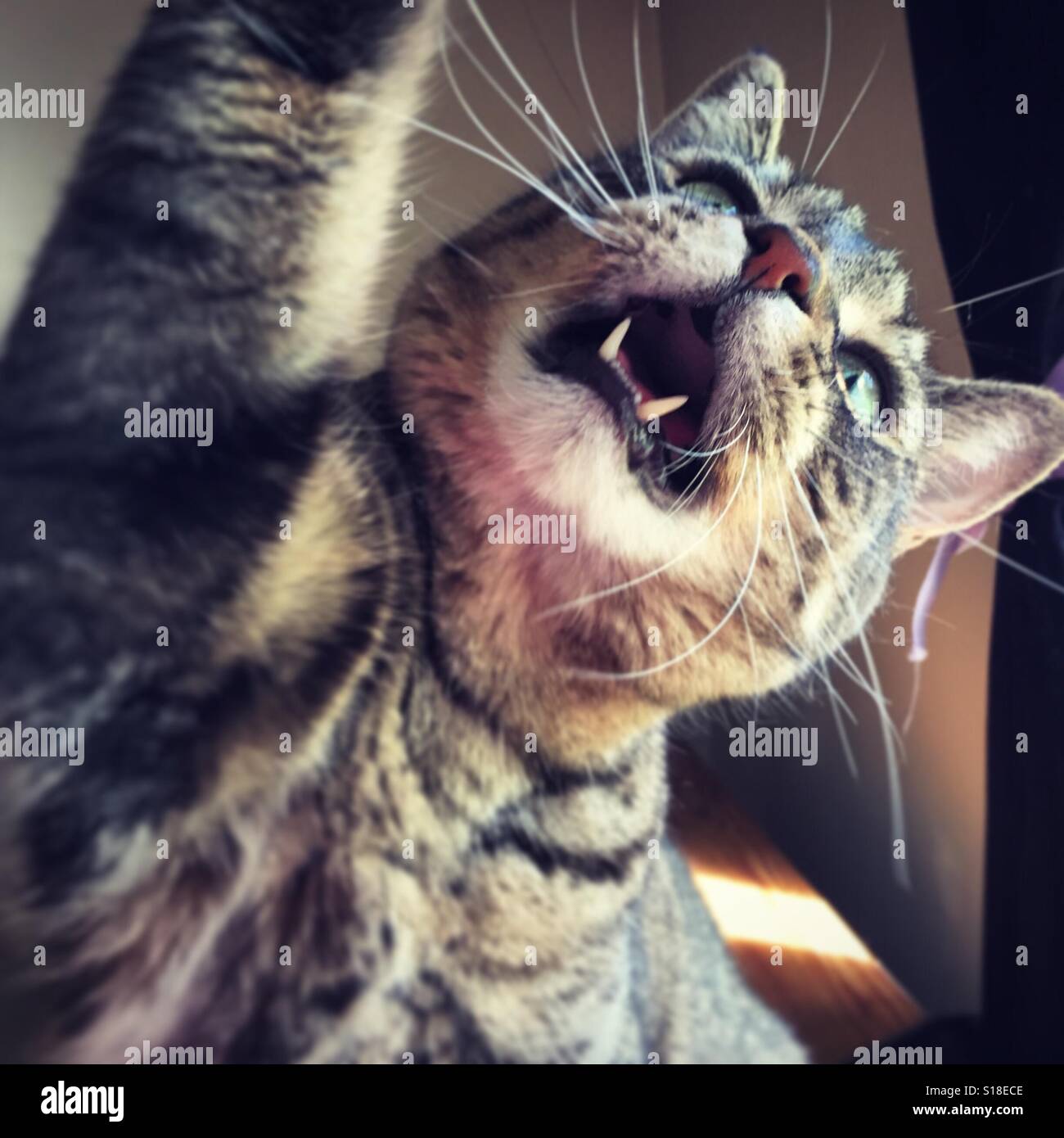 Gatto pazzo Foto Stock