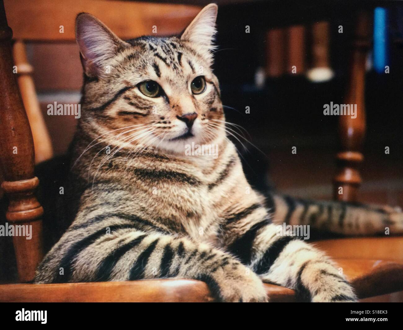 Un ritratto di una bella striped tabby cat seduto nella sedia s Foto Stock