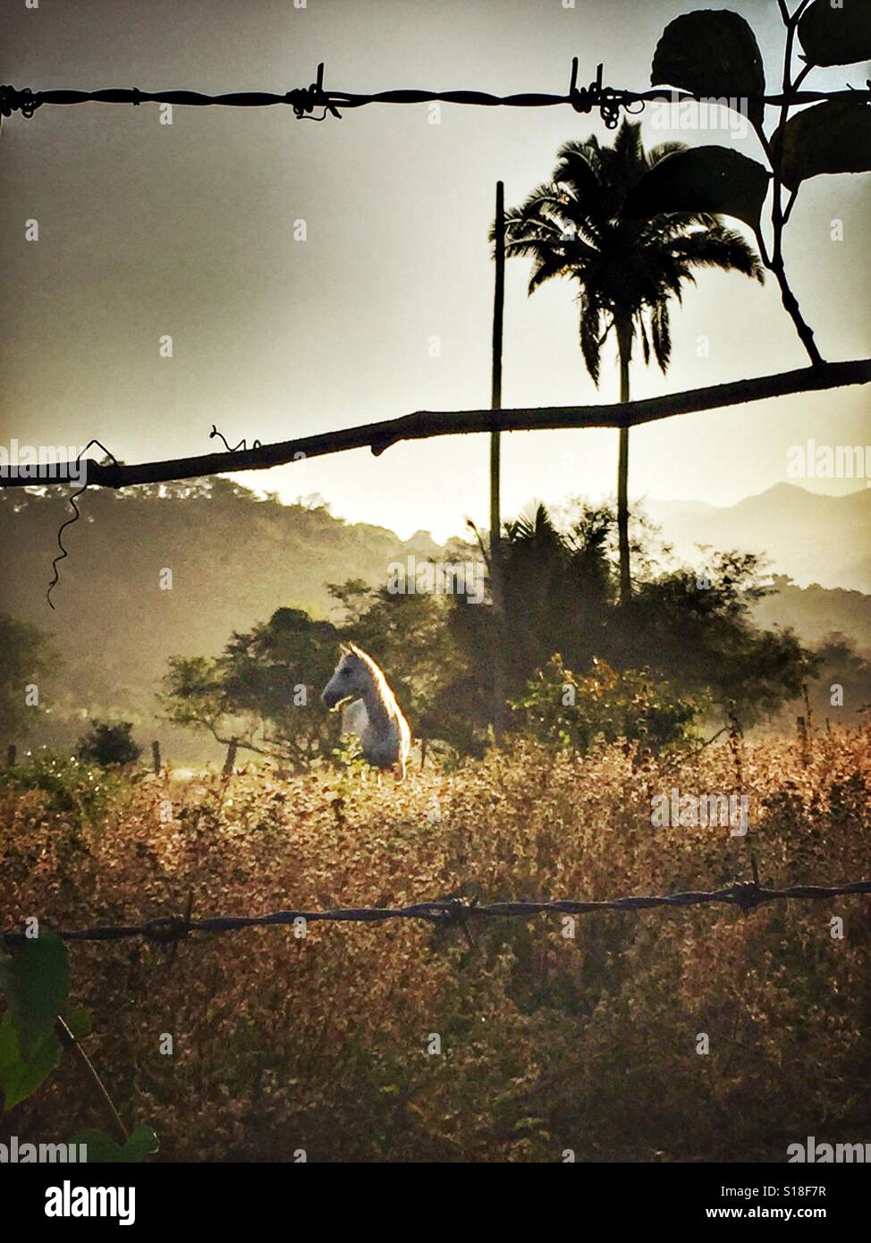 Un cavallo sta da solo in un campo di golden erbe e un albero di palma dietro un robusto filo spinato nelle zone rurali Nayarit, Messico. Foto Stock