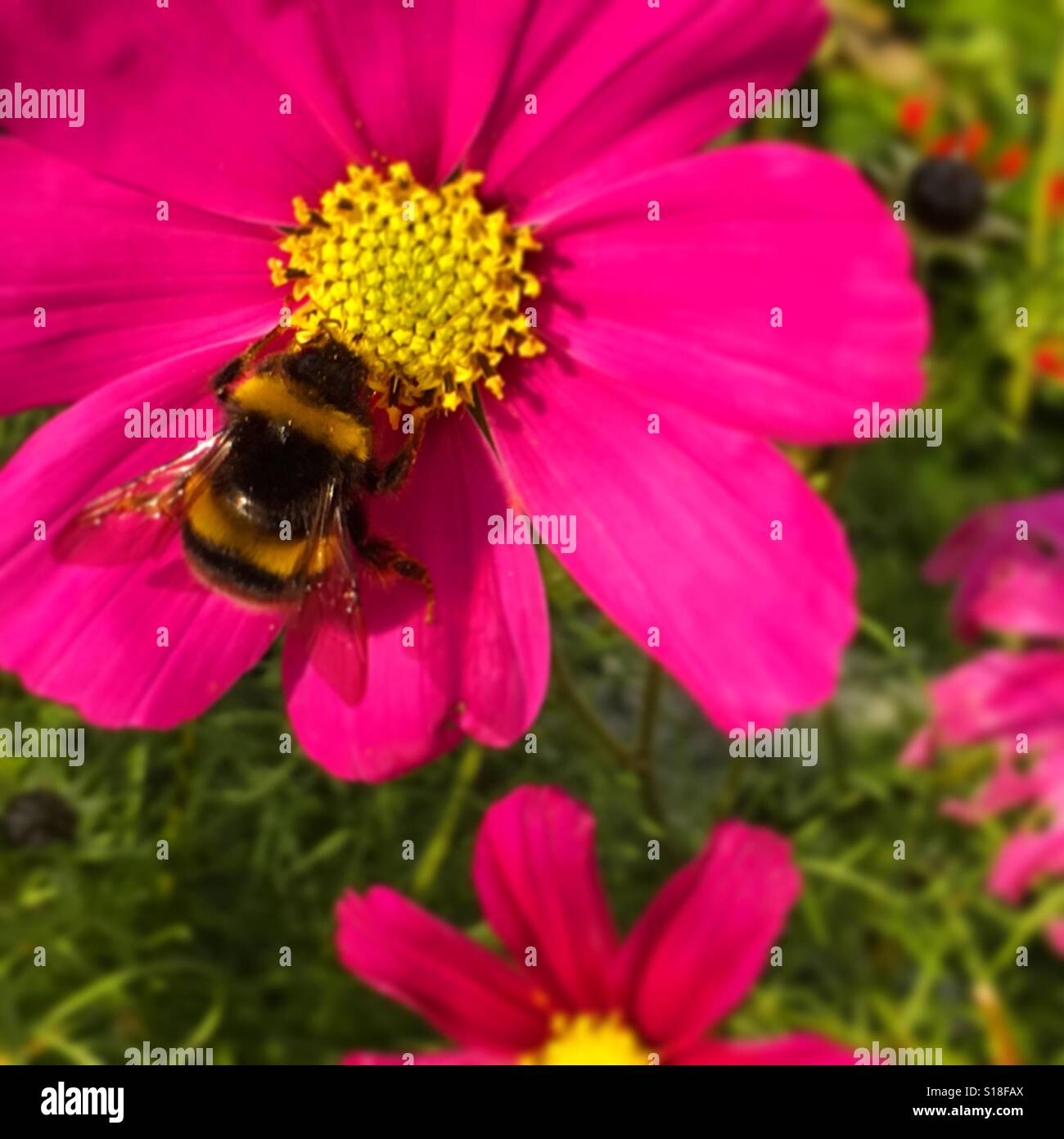 Un'ape su un vivace fiore rosa cosmo. Foto di un telefono cellulare con post-elaborazione di alcuni telefoni o tablet. Foto Stock