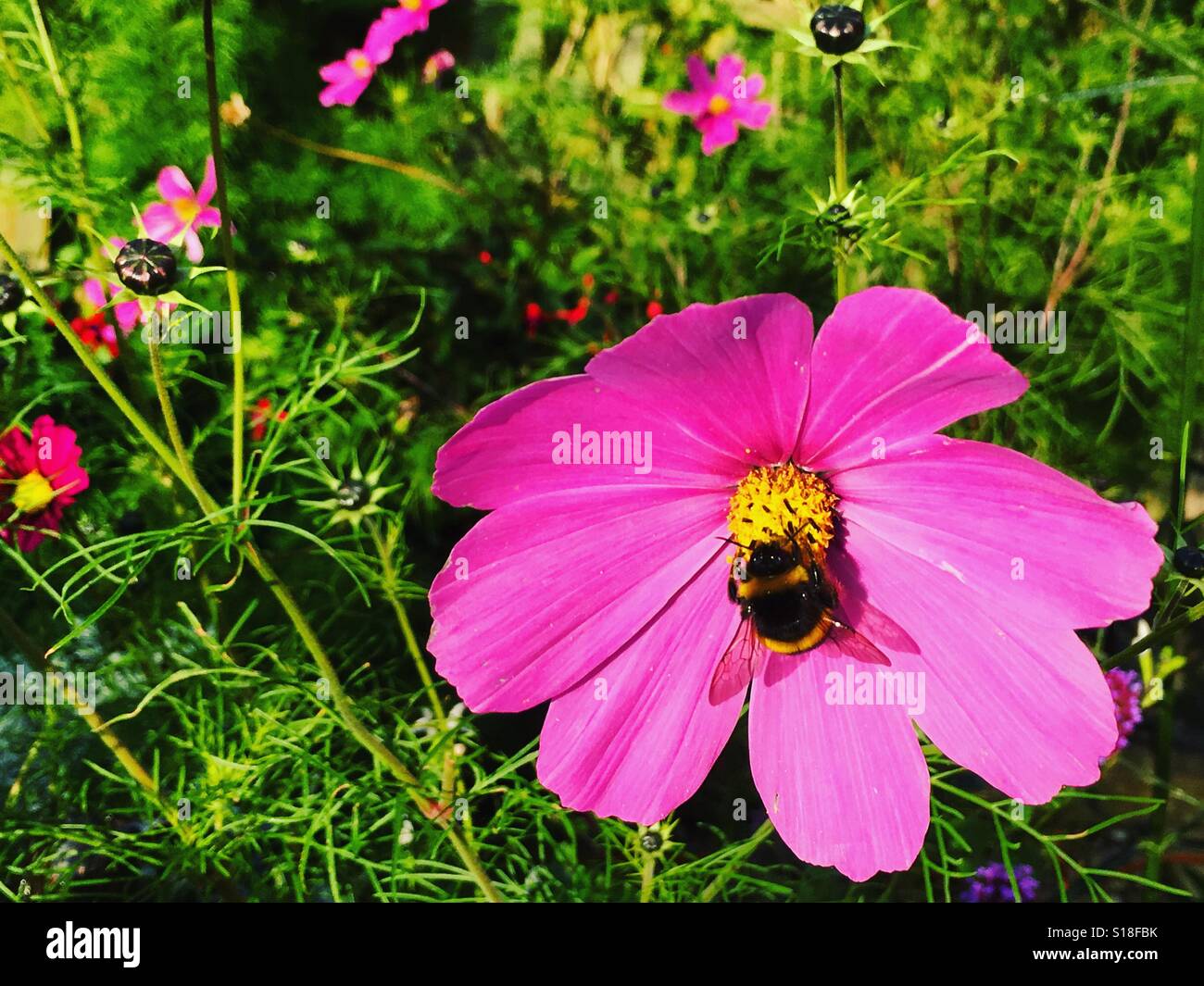 Un'ape atterra su un vivace fiore rosa Cosmos al confine del giardino. Foto di un telefono cellulare con post-elaborazione di alcuni telefoni o tablet. Foto Stock