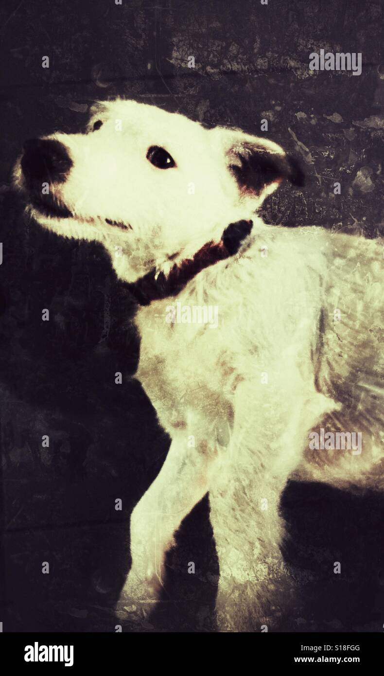 Jack Russell Terrier - Immagine stock catturata con smartphone