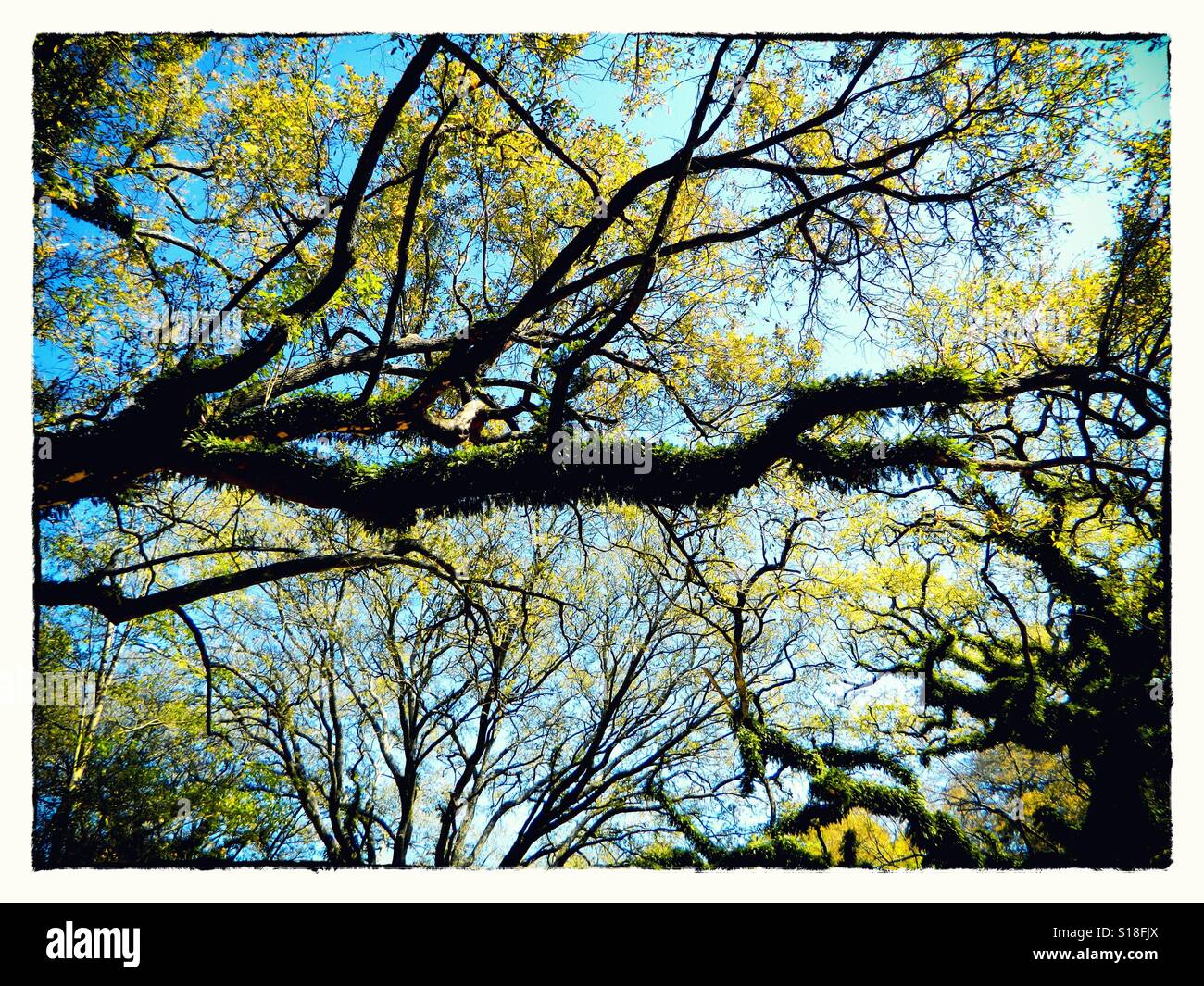 Un angolo verso l'alto di un live Oak tree in Alabama Foto Stock