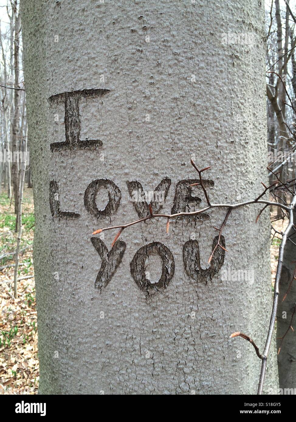 "Ti amo' intagliato in un albero nel bosco Foto Stock