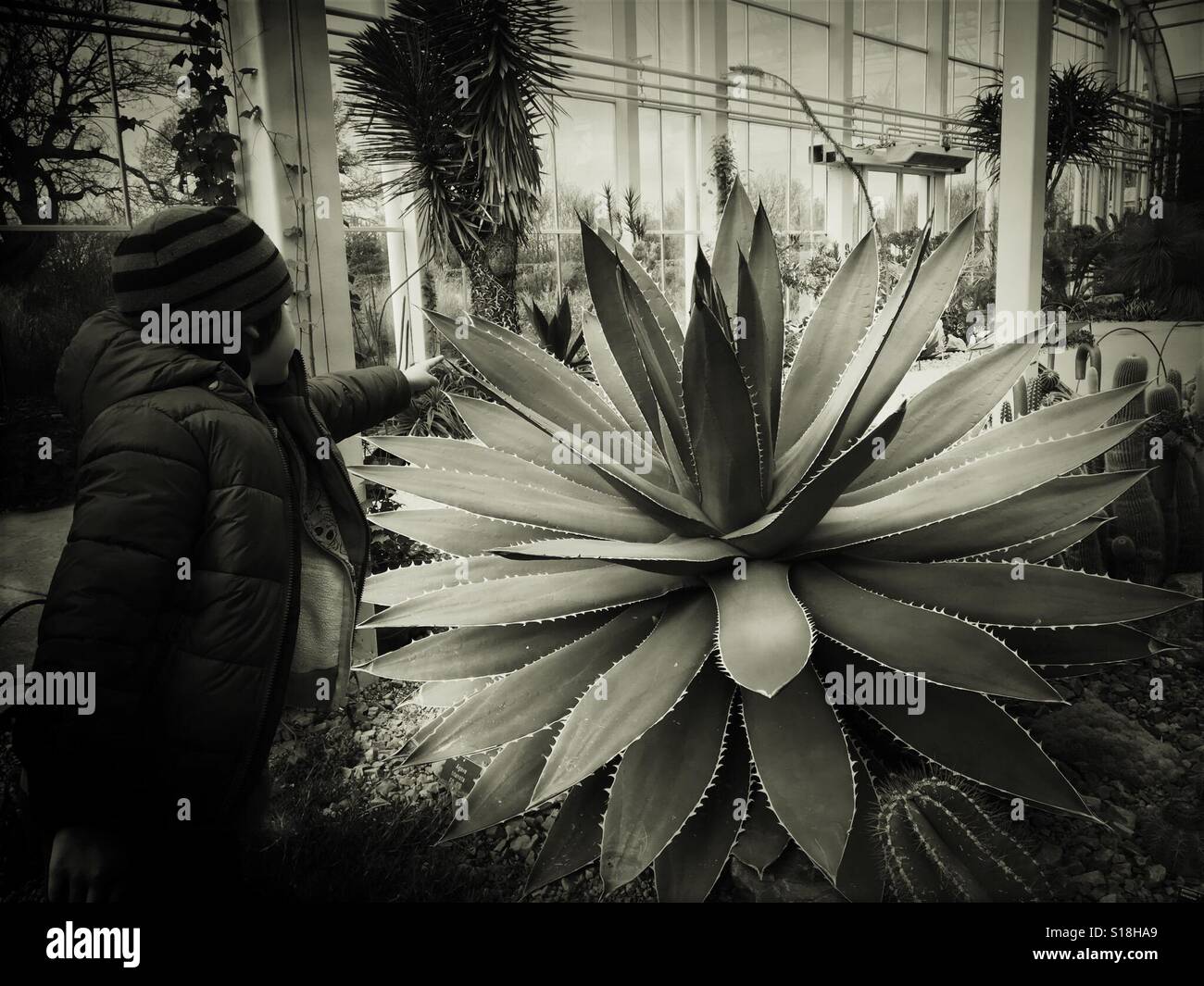 Ragazzo che guarda a big pungenti pianta di agave Foto Stock