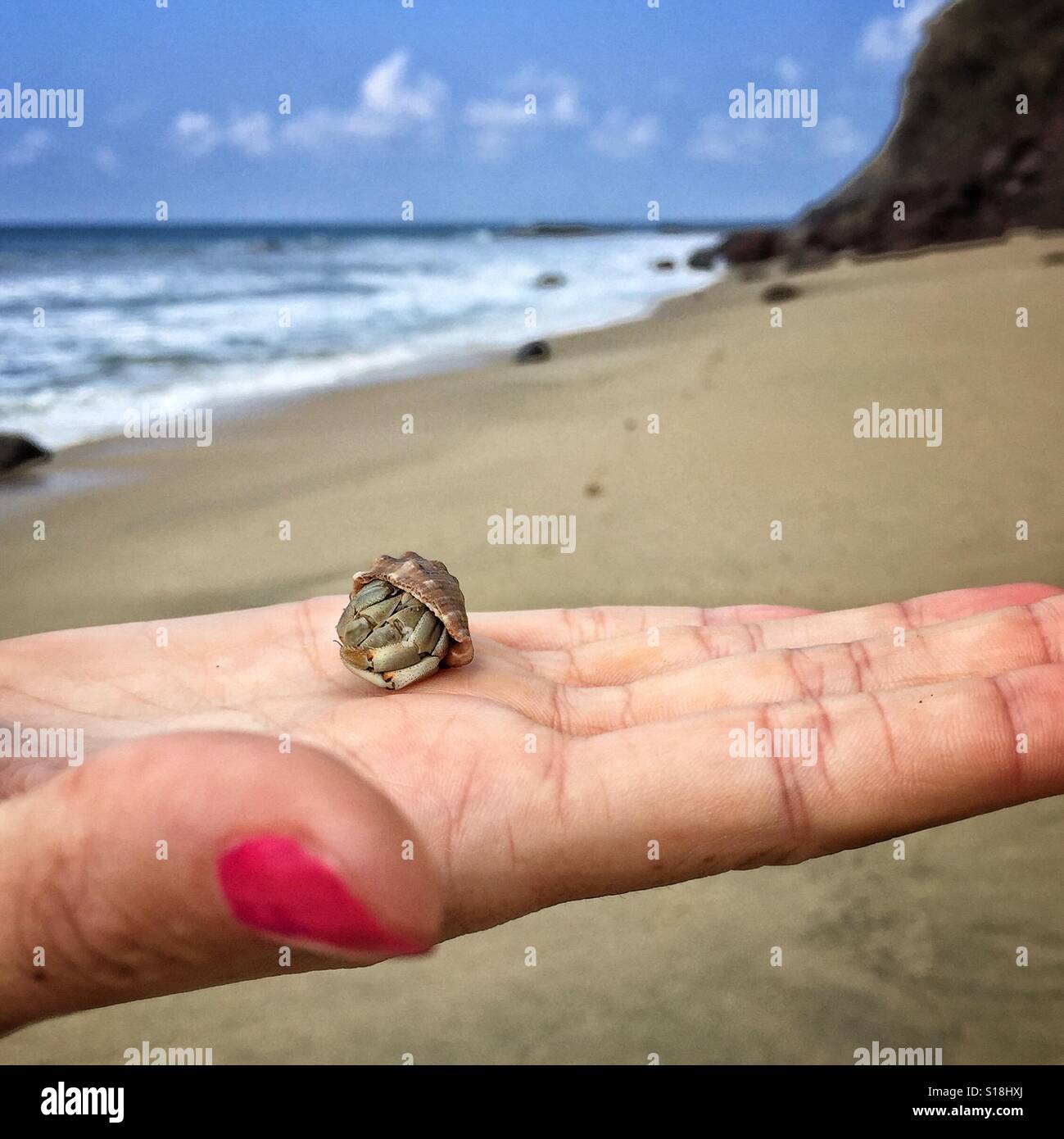 Una donna di mano aperta contiene un piccolo granchio eremita nel suo guscio su una spiaggia in Nayarit, Messico. Foto Stock