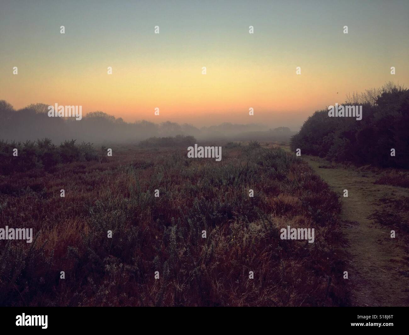 Sunrise over brughiera con ginestre e heather in Norfolk Foto Stock