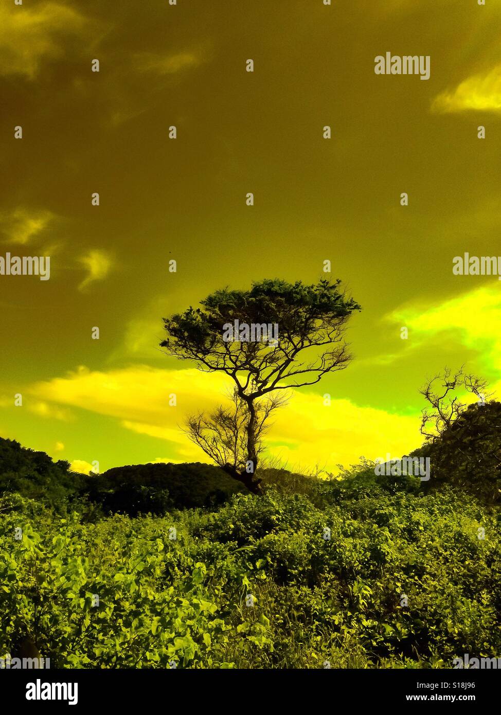 Albero di alienati. Foto Stock