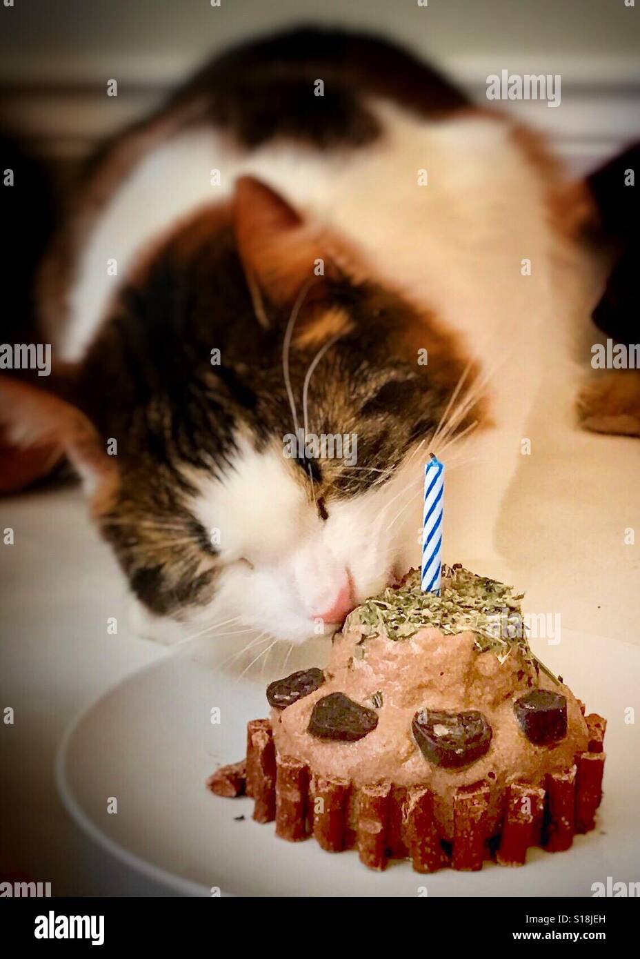 Gatto di mangiare la torta di compleanno Foto stock - Alamy