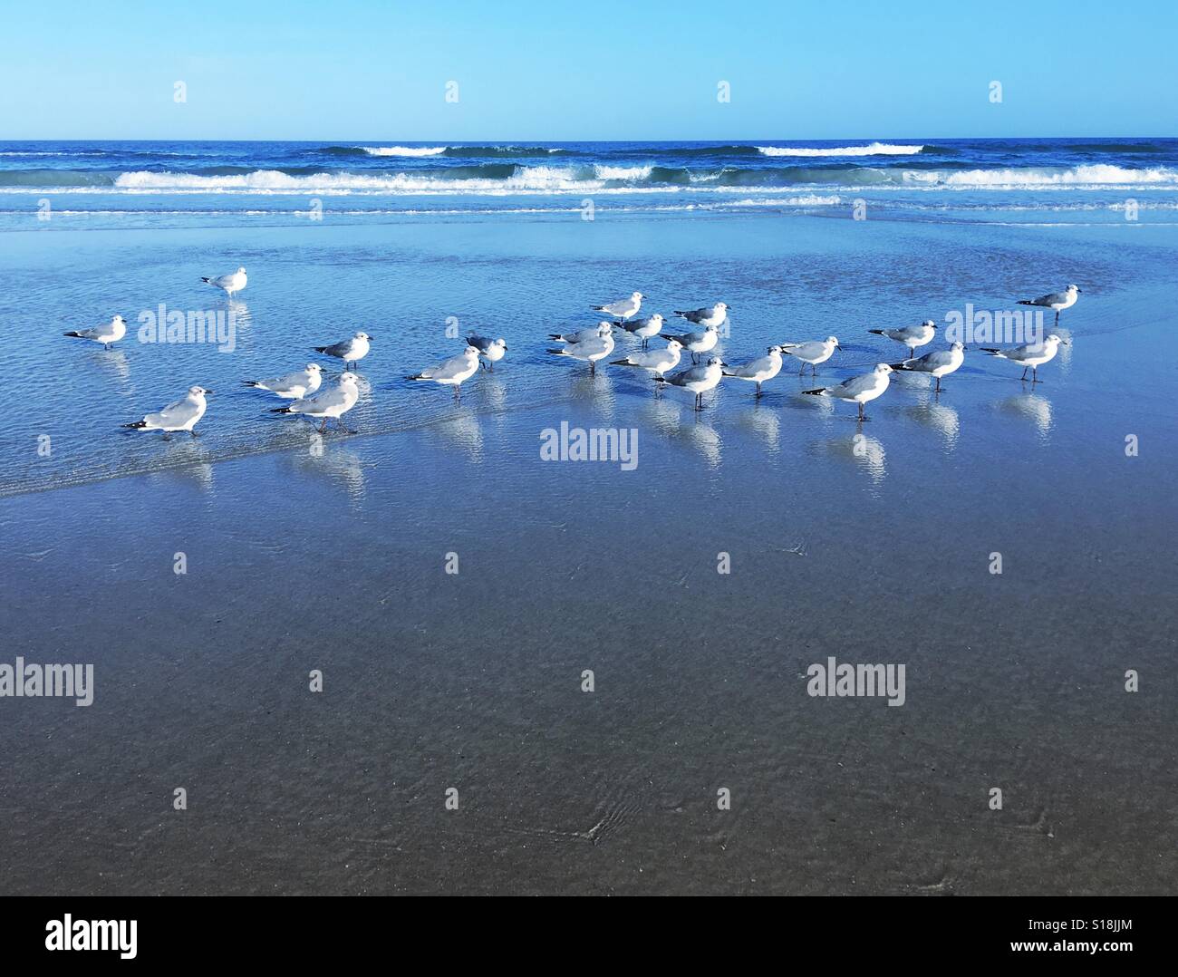 Un gregge di Napoleone i gabbiani sulla battigia a Jacksonville Beach, Florida, Stati Uniti d'America. - Immagine stock catturata con smartphone