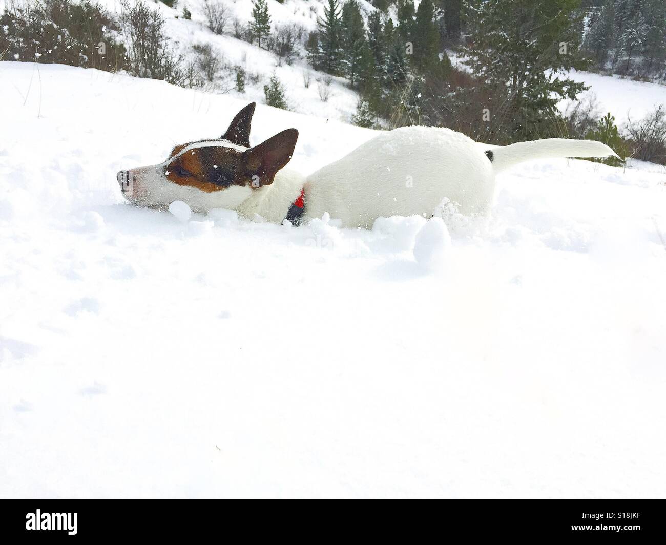 Un cane di piccola taglia in esecuzione attraverso la neve fresca in una fredda giornata invernale. - Immagine stock catturata con smartphone
