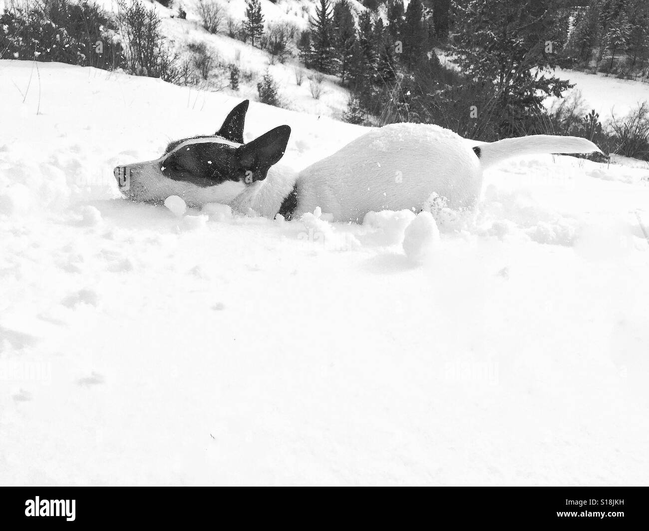Un cane di piccola taglia in esecuzione attraverso la neve fresca. In bianco e nero. - Immagine stock catturata con smartphone