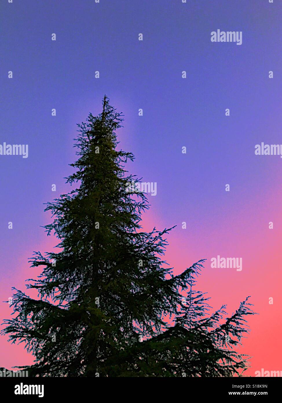 Unico albero di abete rosso in cielo al crepuscolo Foto Stock