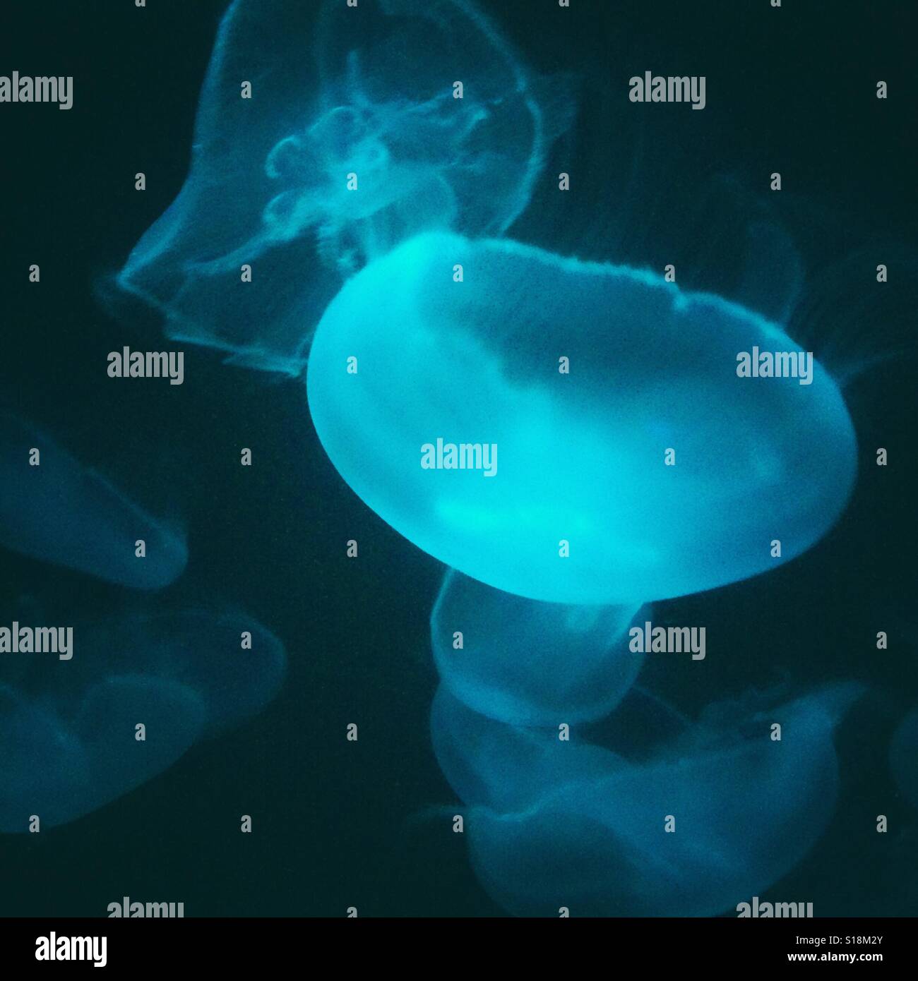Meduse - Immagine stock catturata con smartphone