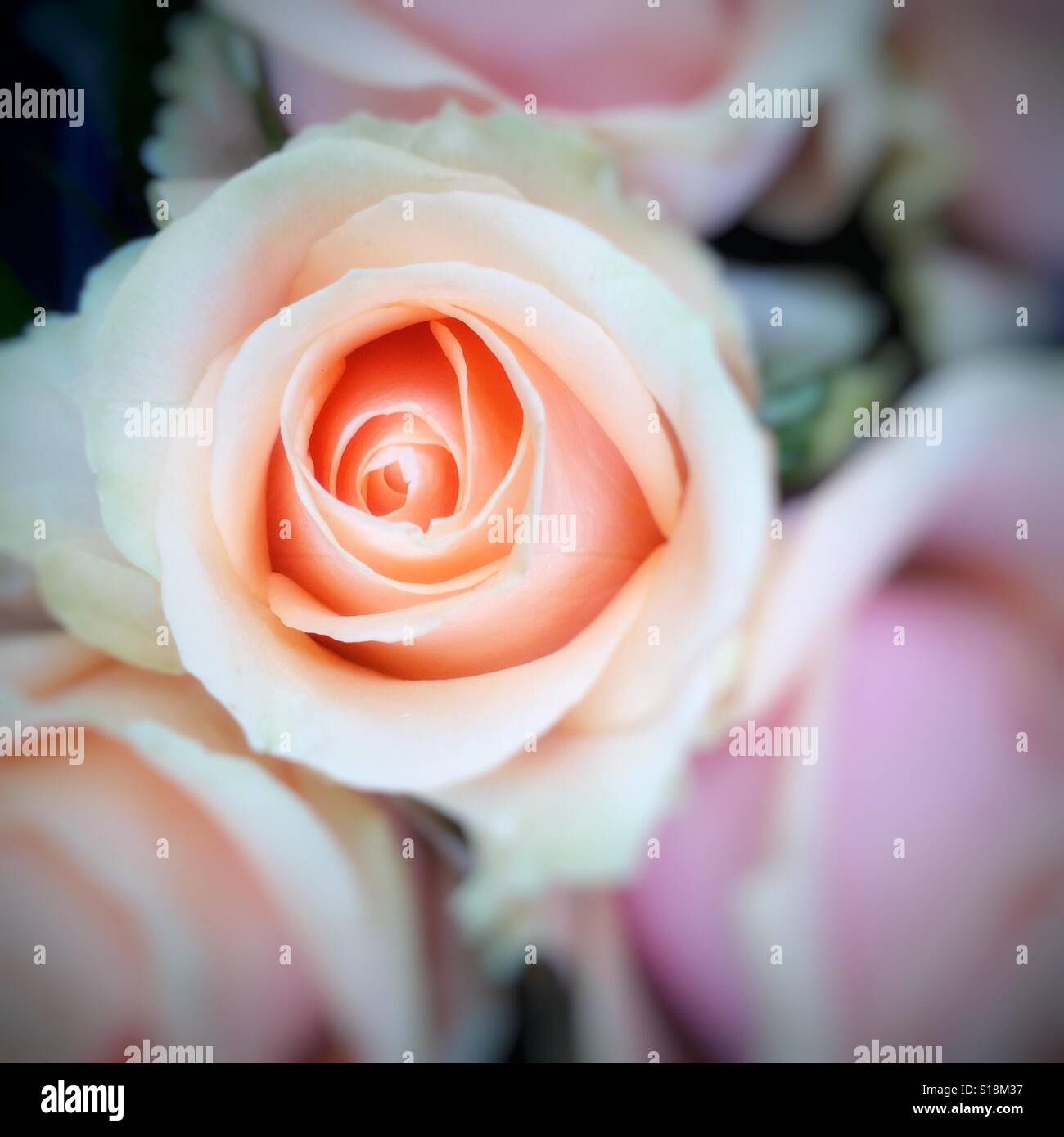 Una singola rosa Foto Stock