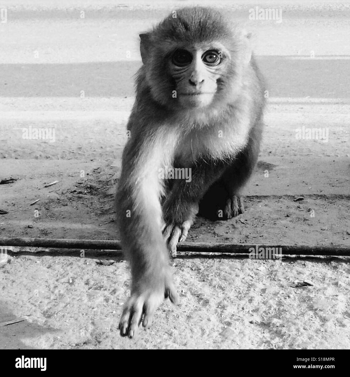 Macaque, Kathmandu Foto Stock