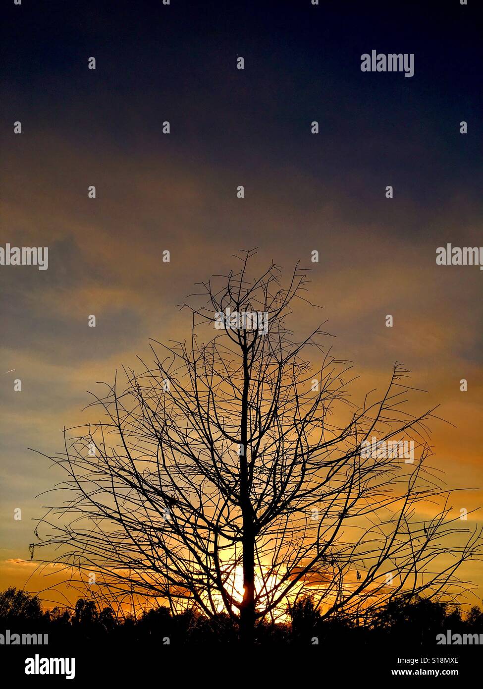 Albero con il sole che tramonta in Florida - Immagine stock catturata con smartphone