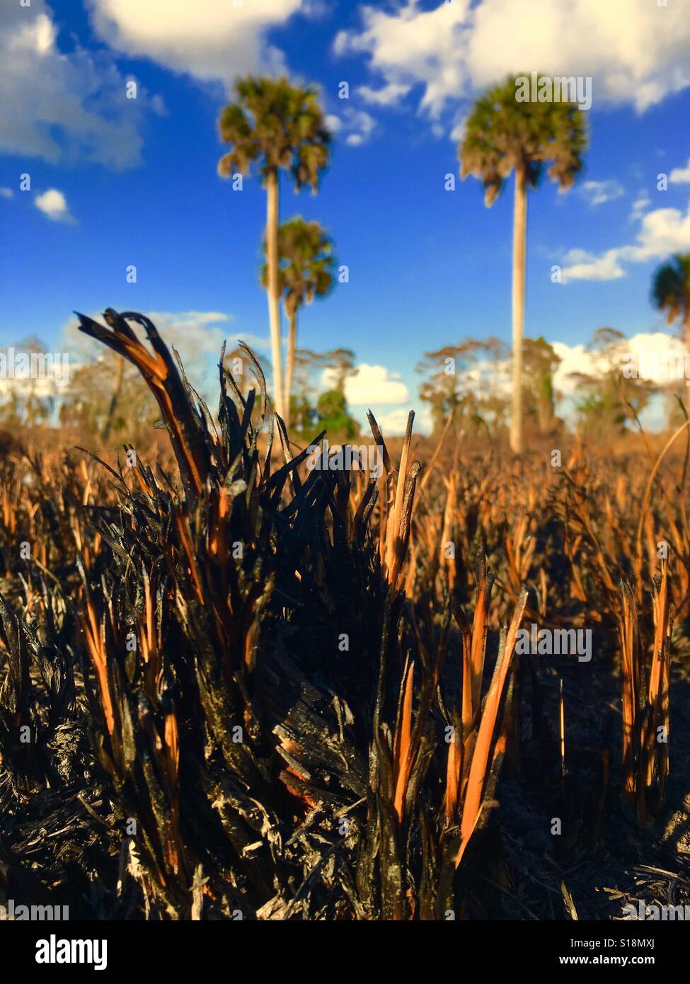 Combustione controllata in Florida - Immagine stock catturata con smartphone