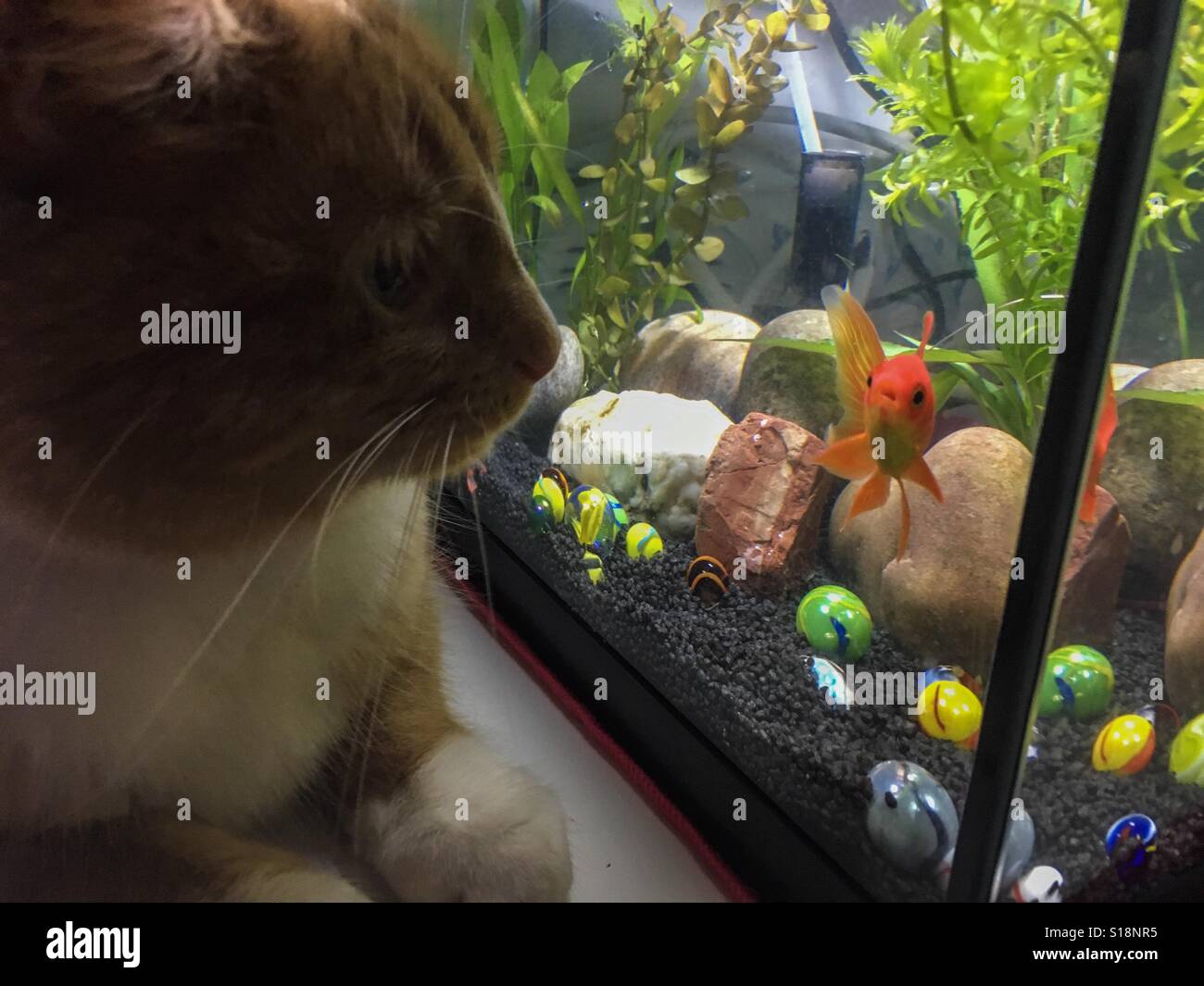 Lo zenzero domestico cat incentrato su goldfish in un serbatoio - Immagine stock catturata con smartphone