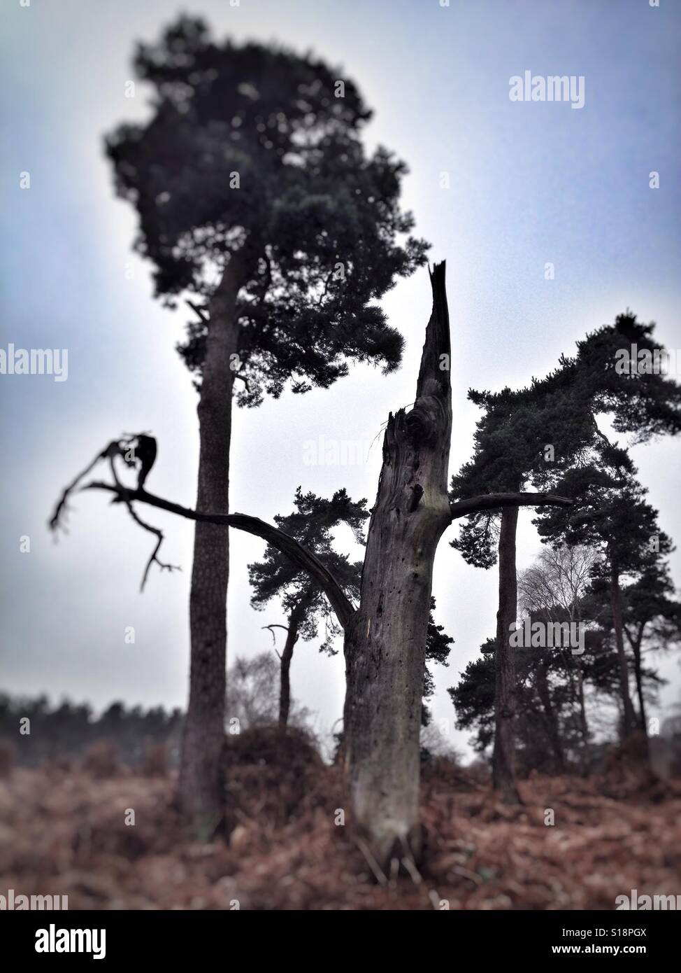 Tempesta albero danneggiato, Sutton Heath, Suffolk, Regno Unito. Foto Stock