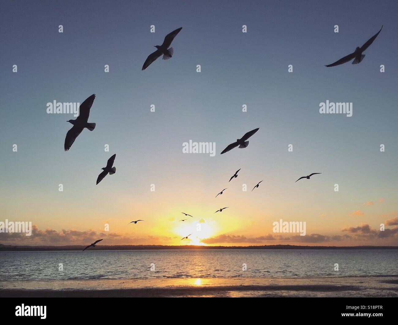 Gli uccelli si ergono sulle tramonto nel punto Chevalier beach Foto Stock