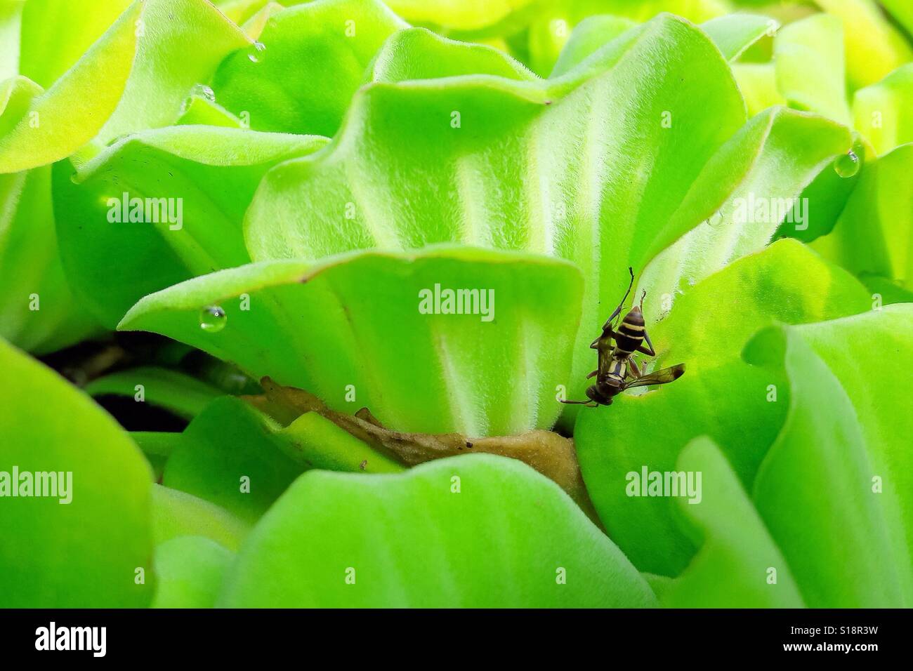 Verde dell'ape. Foto Stock
