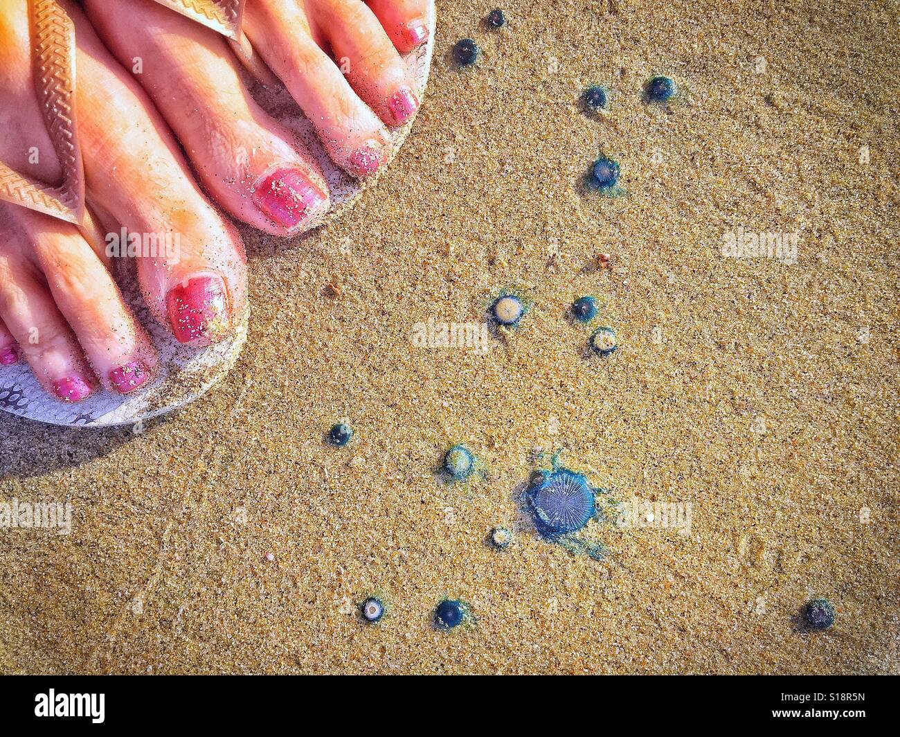 Dita del piede di una donna di piedi mostra la dimensione del piccolo porpita porpita organismi che lavato fino sulla spiaggia in Nayarit, Messico. Foto Stock