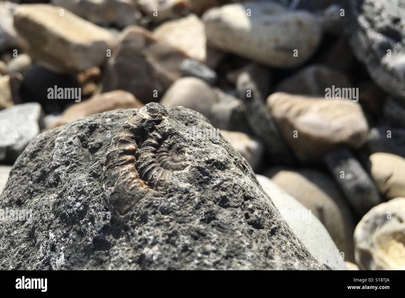 Ammonita in una roccia a Lyme Regis beach in Dorest, U.K. 2016 Foto Stock