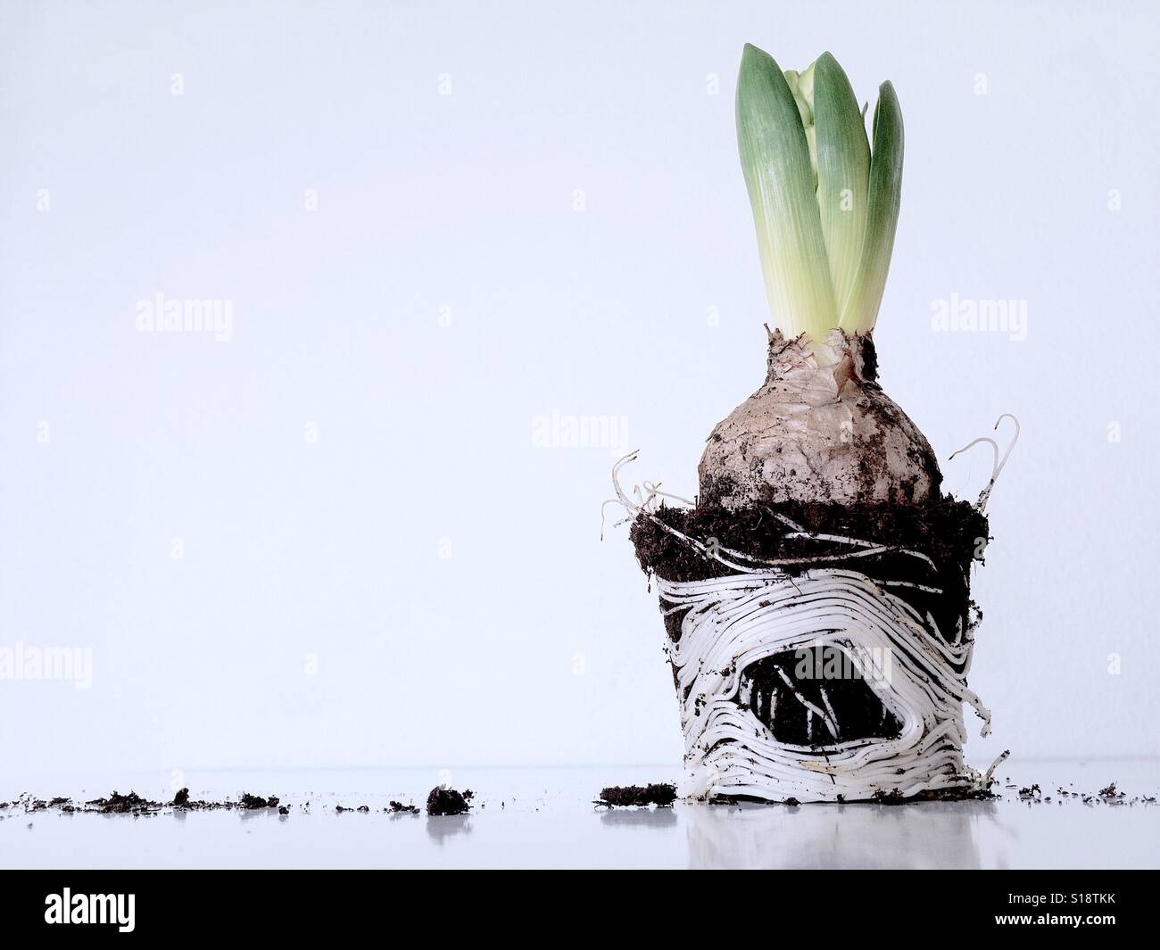 Pianta piccola crescita lampadina fuori isolati su sfondo bianco libero spazio di copia Foto Stock