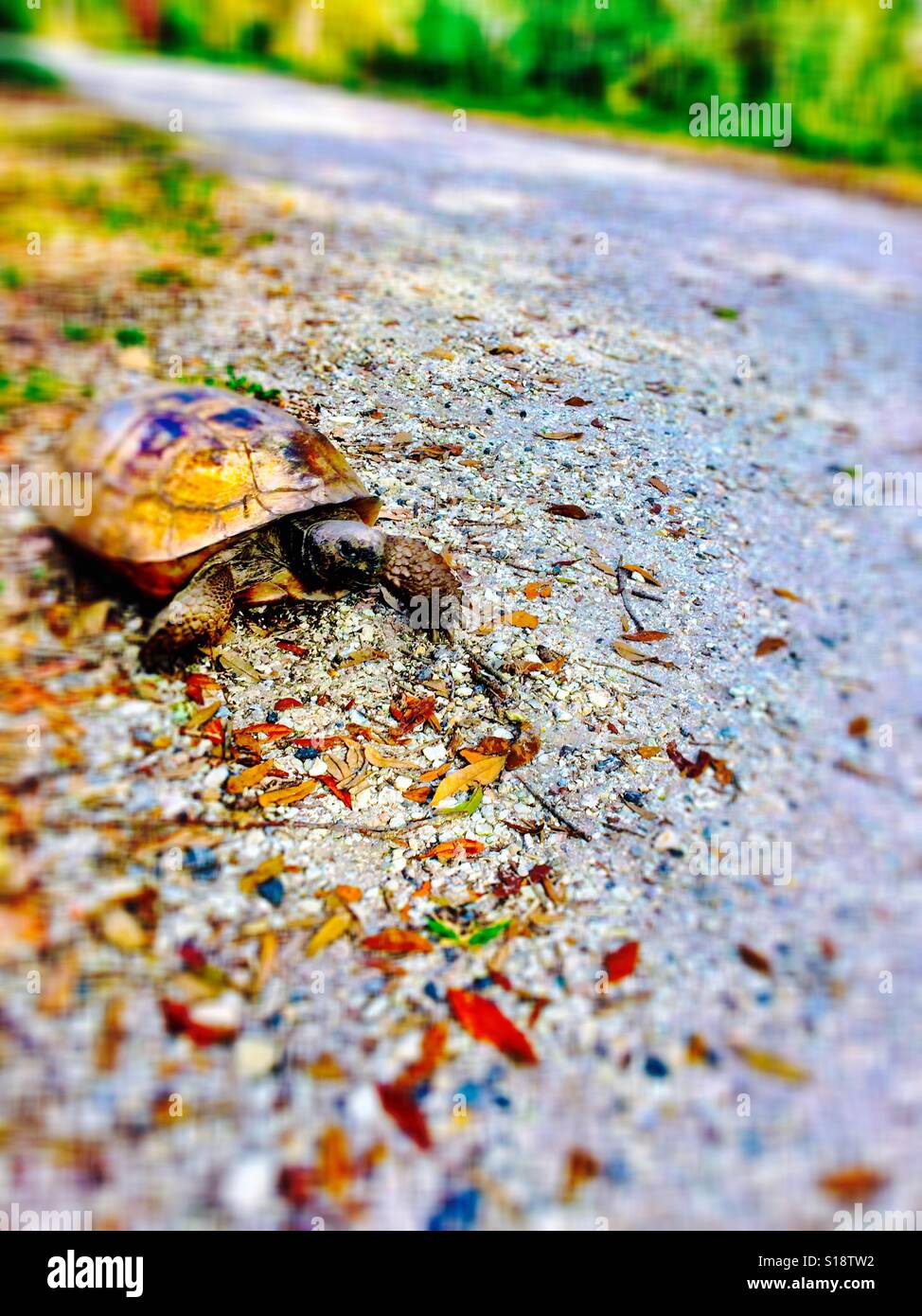 Tortoise di Gopher Foto Stock