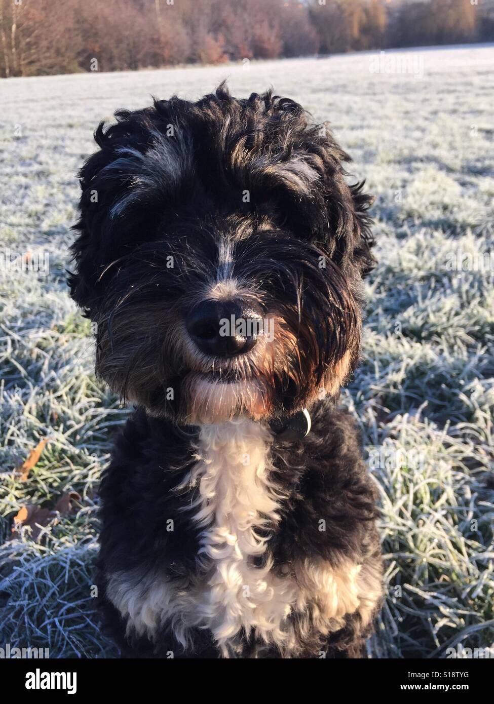 Cockerpoo cane nel gelo nel parco suburbano. New Malden, London, Regno Unito Foto Stock