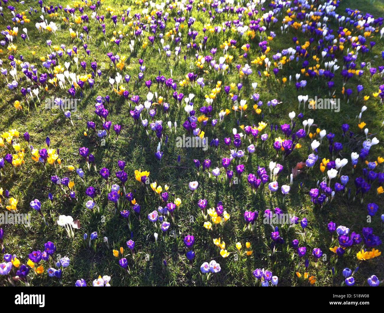 Giallo, bianco e viola di crochi in sole primaverile Foto Stock