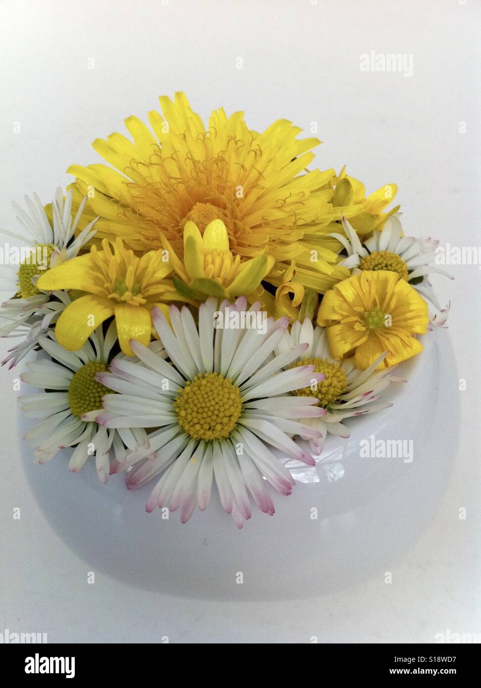 È un piccolo grazioso posy di giallo e bianco comune fiori selvatici in bianco eggcup. Foto Stock