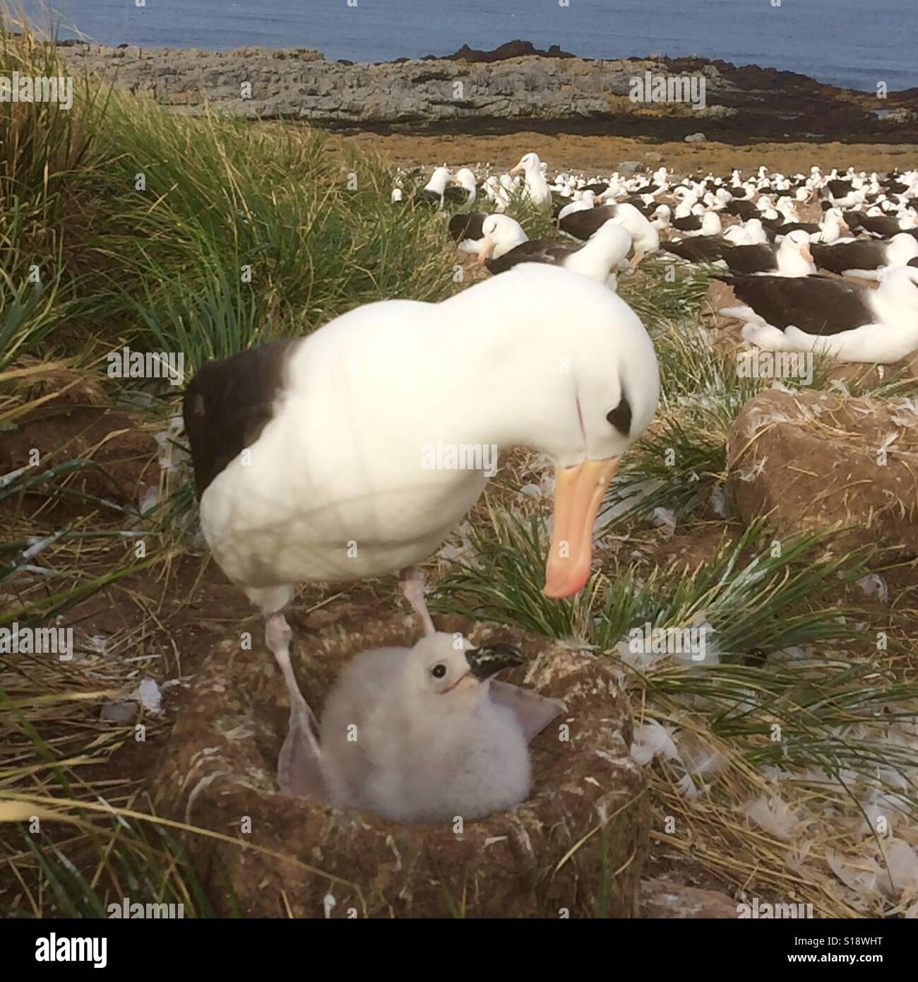 Nero-browed Albatross, adulti con ceci su nido , Isole Falkland Foto Stock