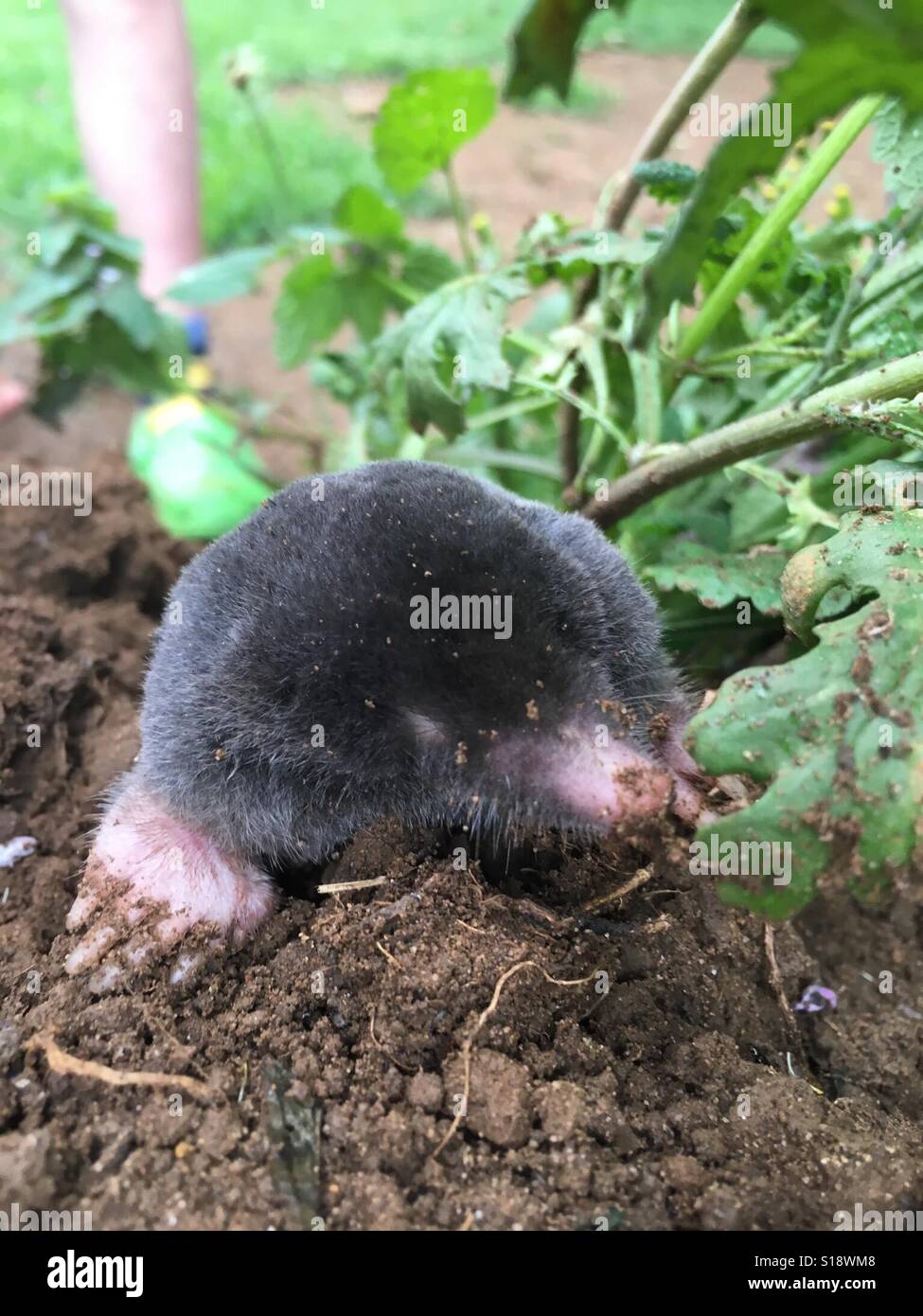 Mole comune trovati feriti in un campeggio in Oxfordshire, Regno Unito Foto Stock