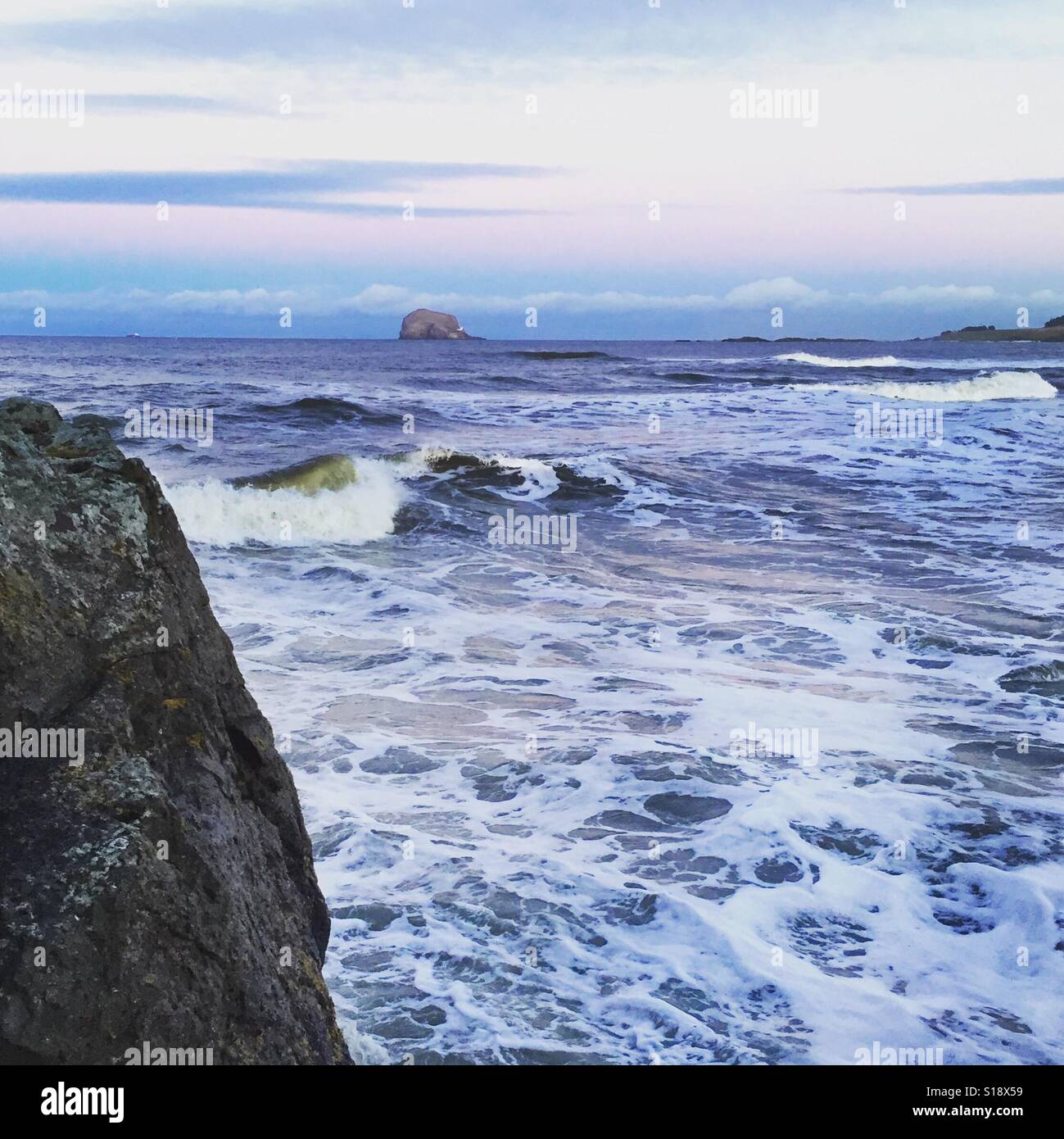 I cavalli bianchi a North Berwick - Immagine stock catturata con smartphone