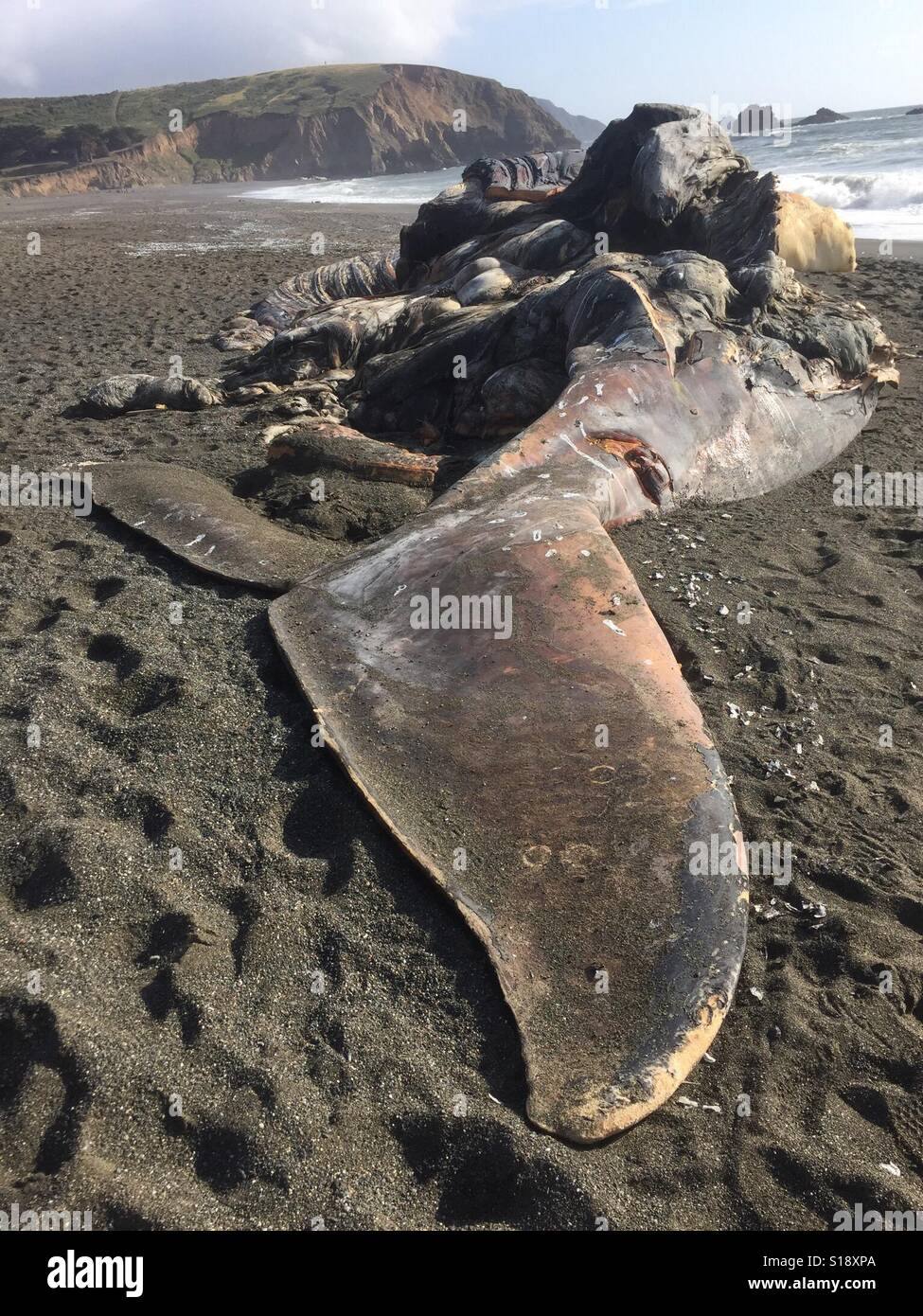 Morto e decomposizione di balena che si trovano sulla spiaggia trovata nei pressi del punto di Mori, pacifica, vicino a San Francisco, Stati Uniti d'America Foto Stock