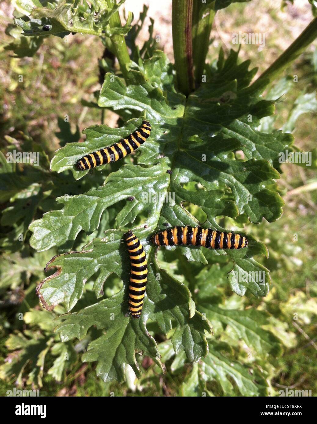 Tre cinabro moth bruchi su una comune erba tossica foglie in Cornwall, Regno Unito Foto Stock