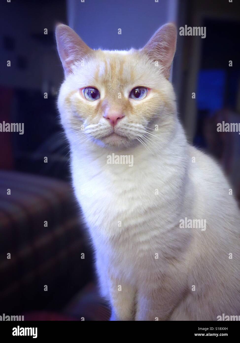 Un ritratto di un bianco punto di fiamma gatto siamese gatto guardando la telecamera Foto Stock