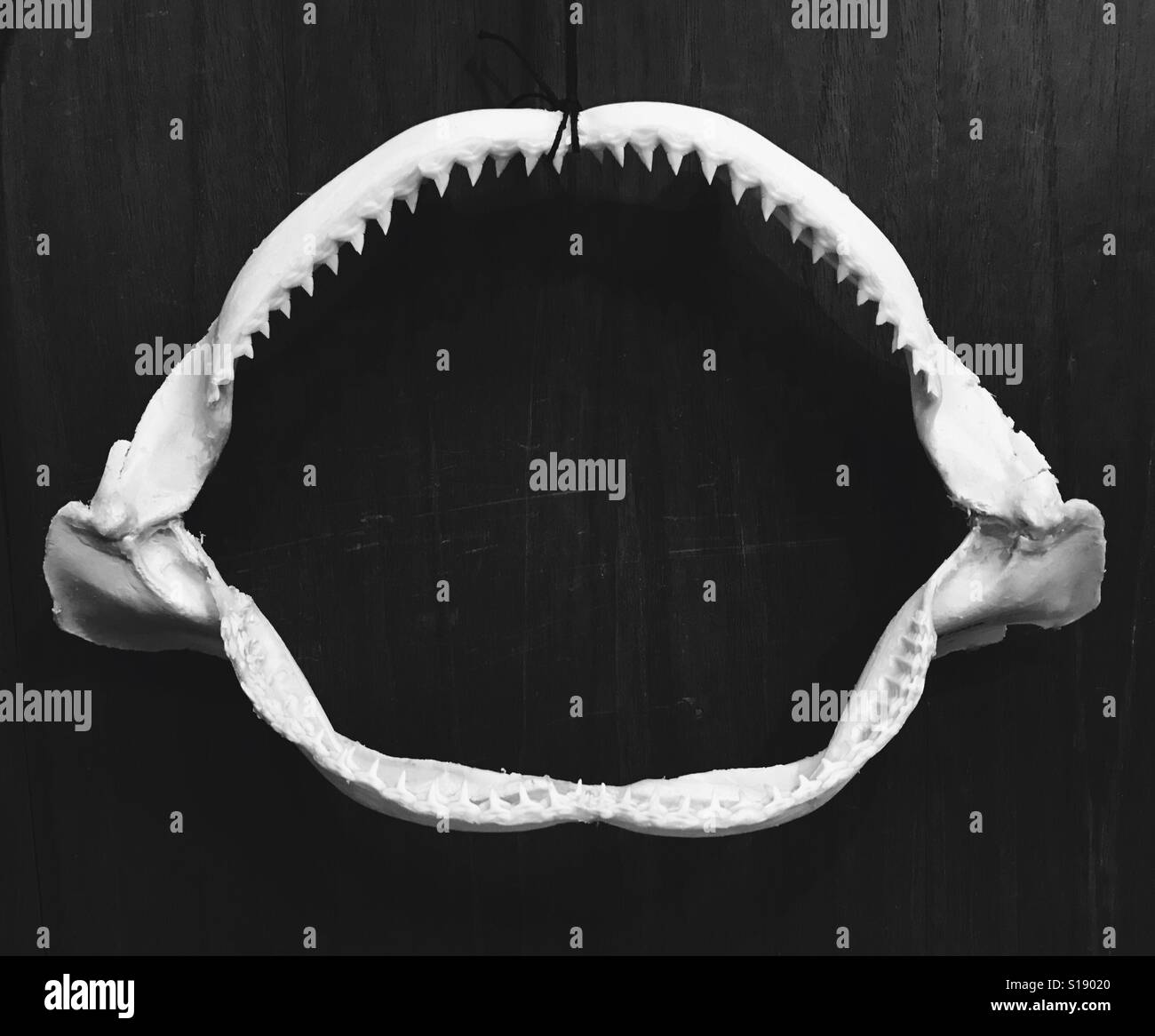 Conservato il reef shark ganascia appeso a una parete in bianco e nero. Foto Stock