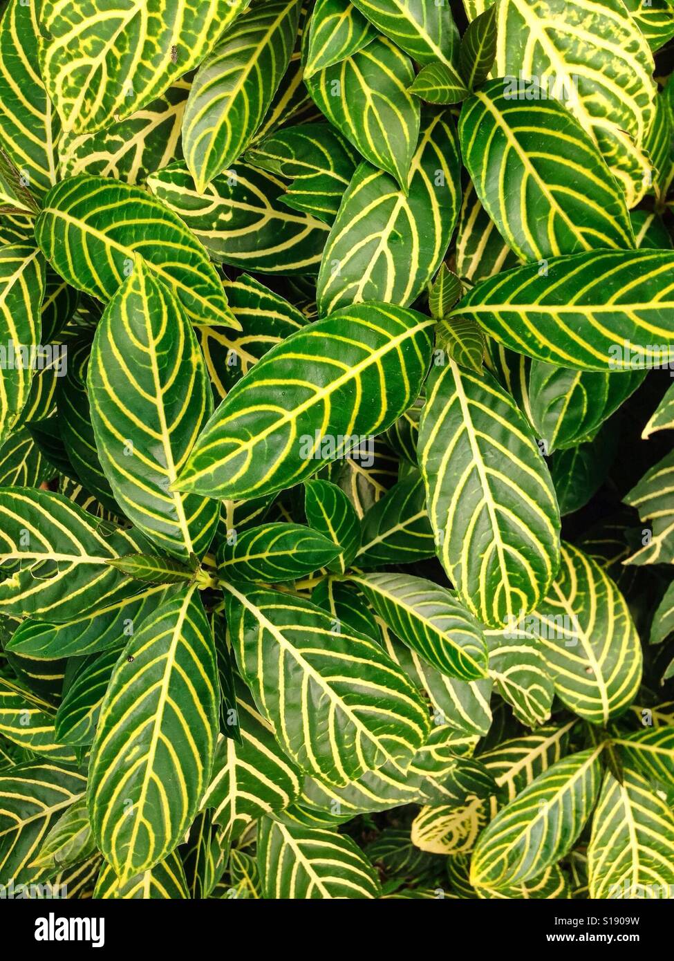 Nel verde Foto Stock