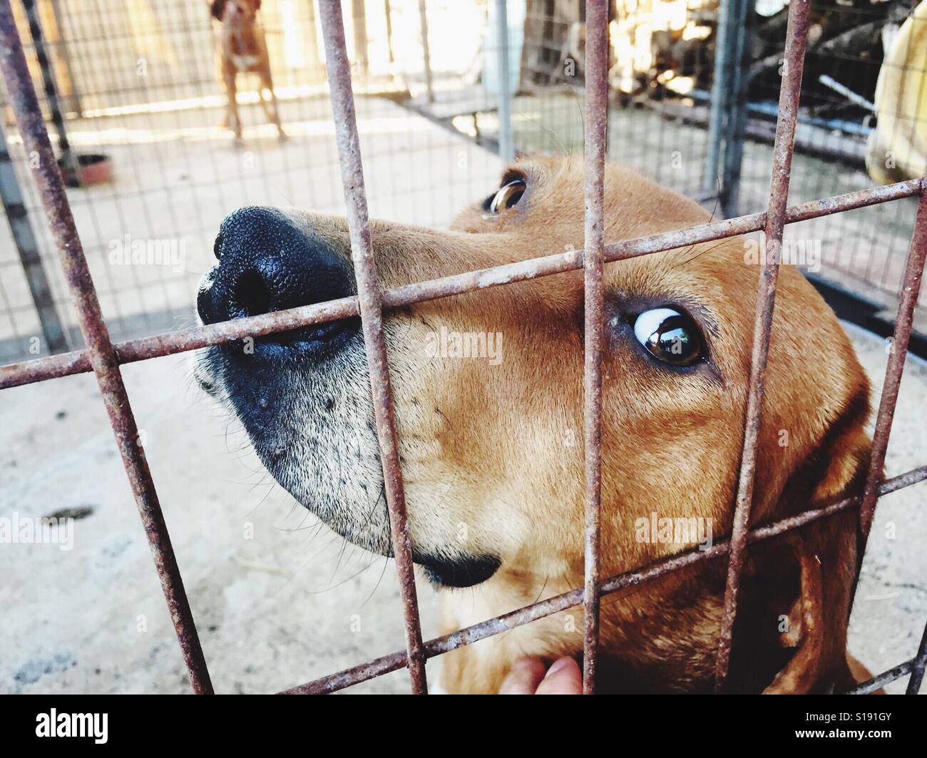 Cane dentro una gabbia Foto Stock