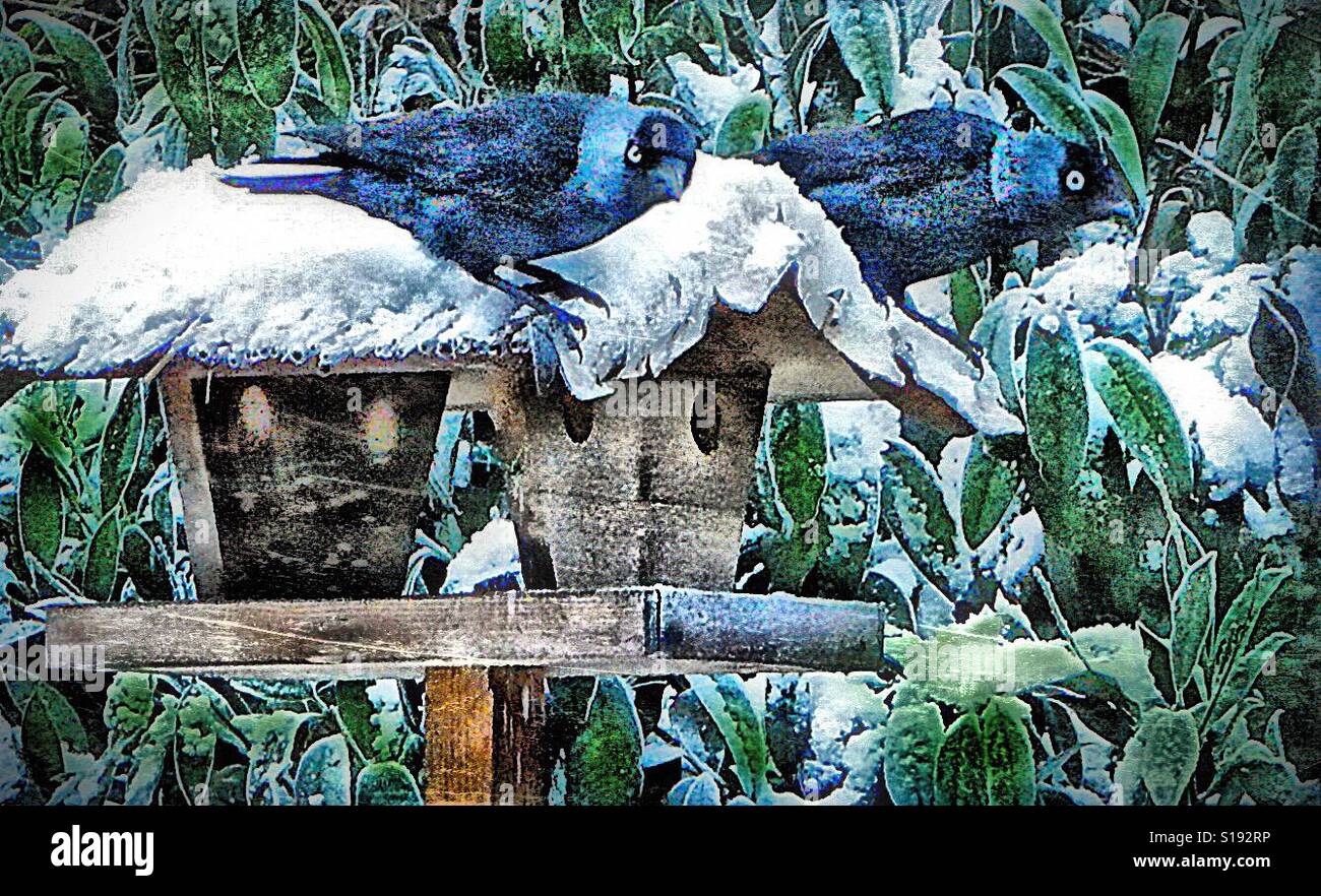 Due doles, corvi, corvi, alla ricerca di cibo in inverno. - Immagine stock catturata con smartphone