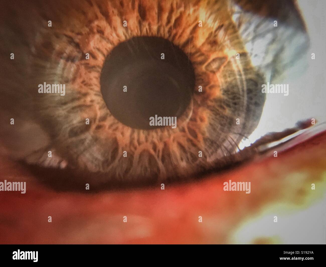 Occhio umano. Macro - Immagine stock catturata con smartphone
