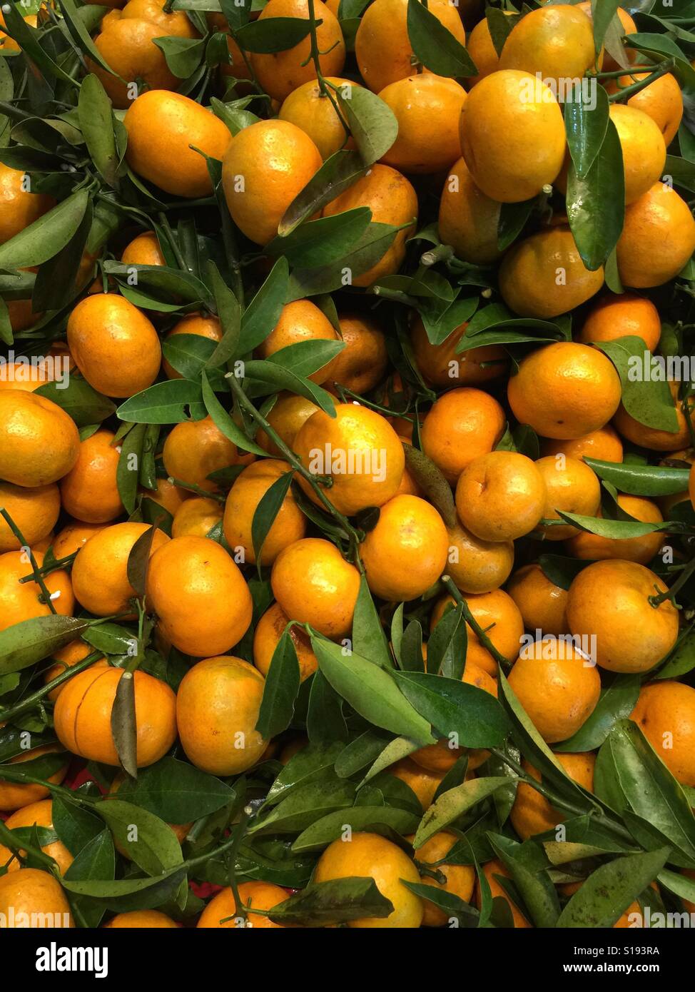 Agrumi (Kumquat) per l'Anno Nuovo Cinese Foto Stock
