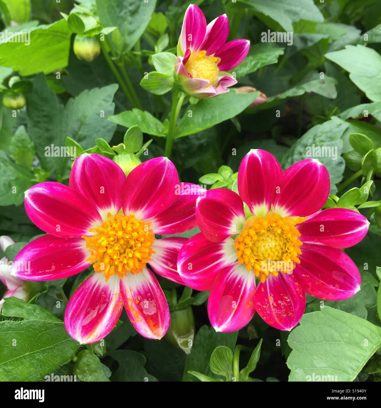 Mini dalia fiori, Chiang Mai, Thailandia Foto Stock