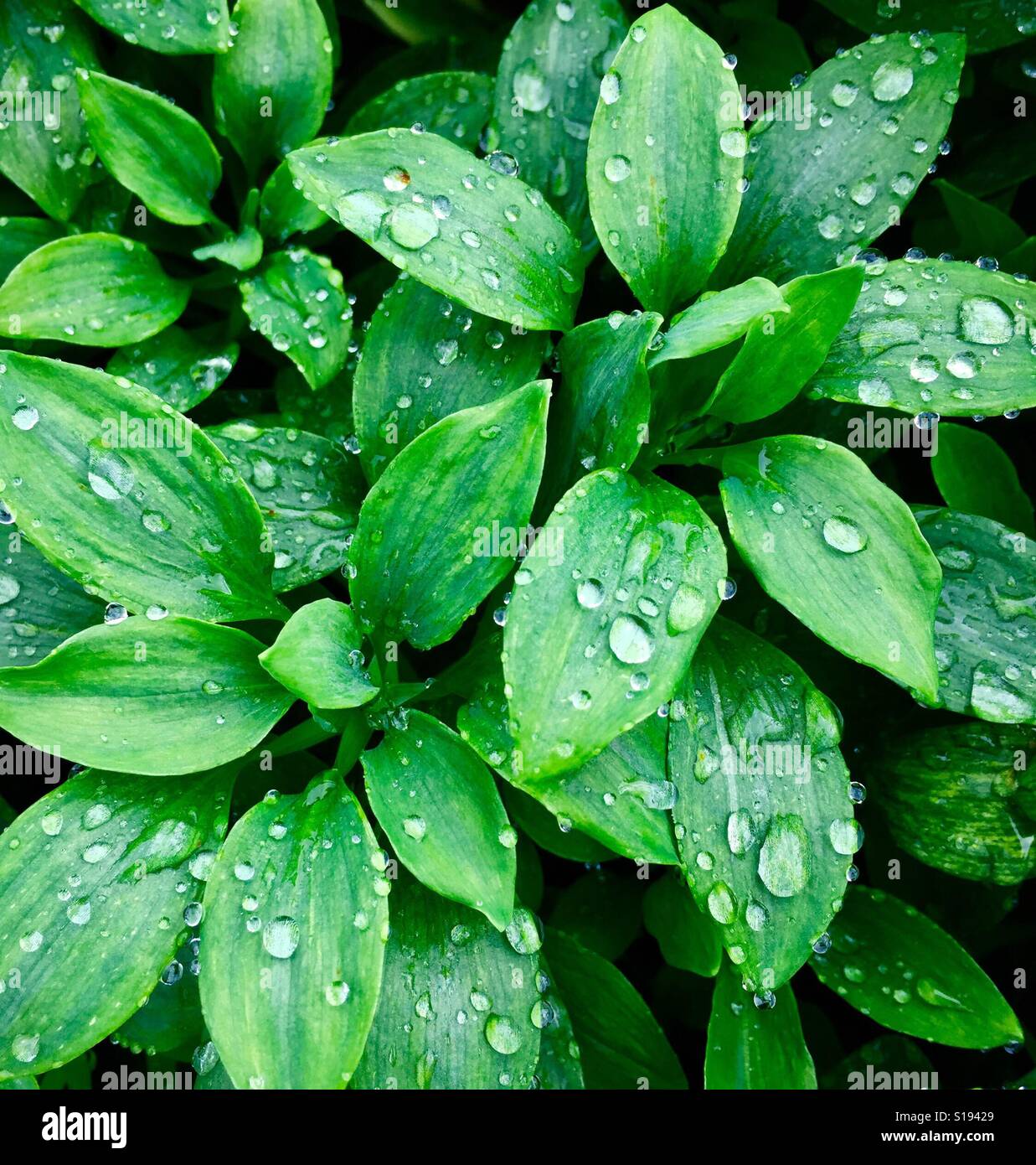 Le gocce di pioggia sulle foglie Foto Stock